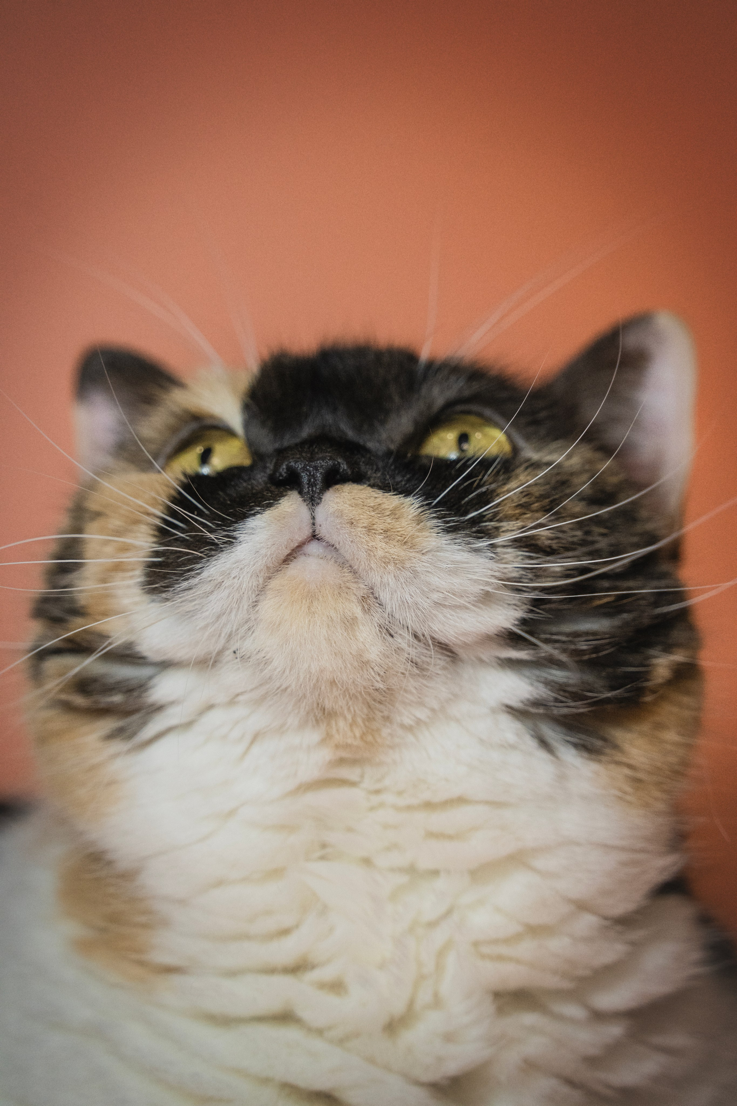 Котики. Семейный фотограф анималист г. Находка