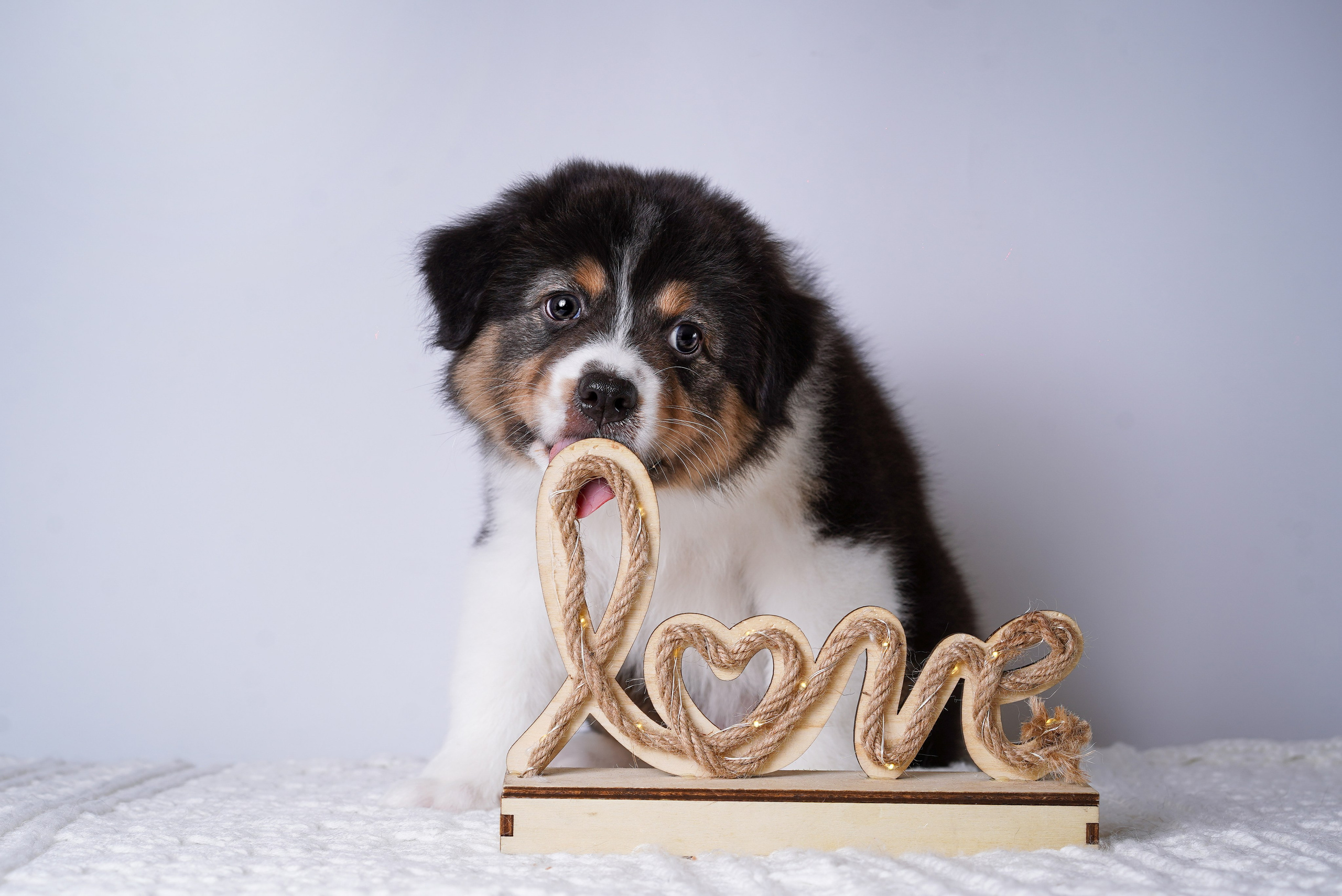 Щенки аусси. Фотограф-анималист в Санкт-Петербурге Яна Мартынова
