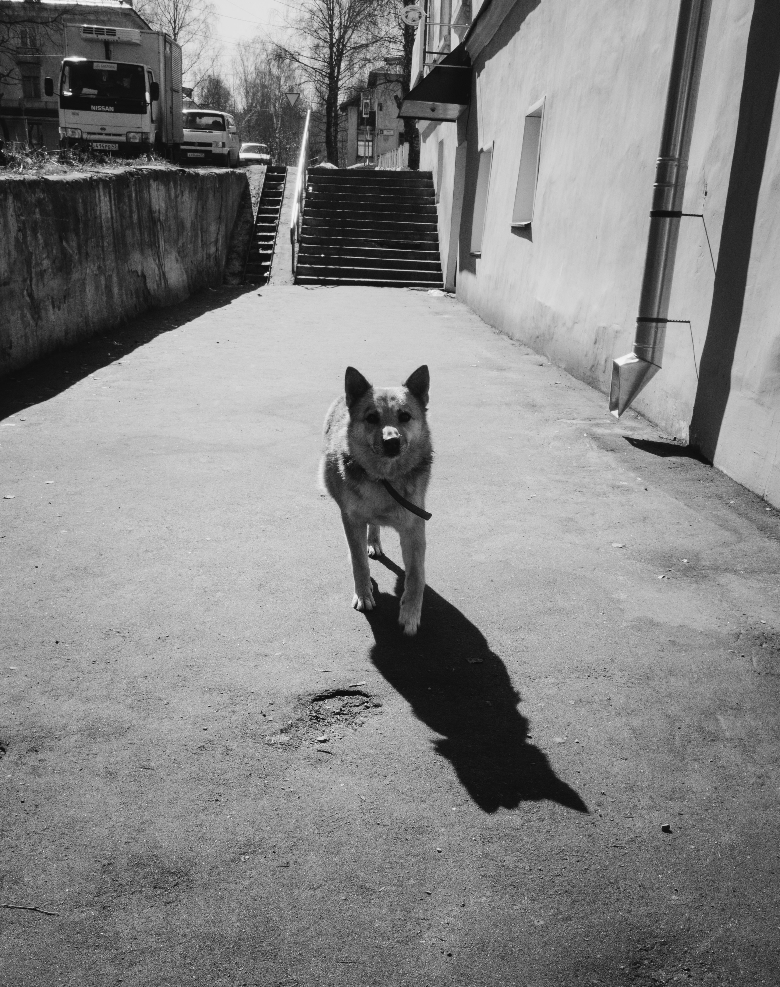 Собаки. Фотограф Александр Тихонов