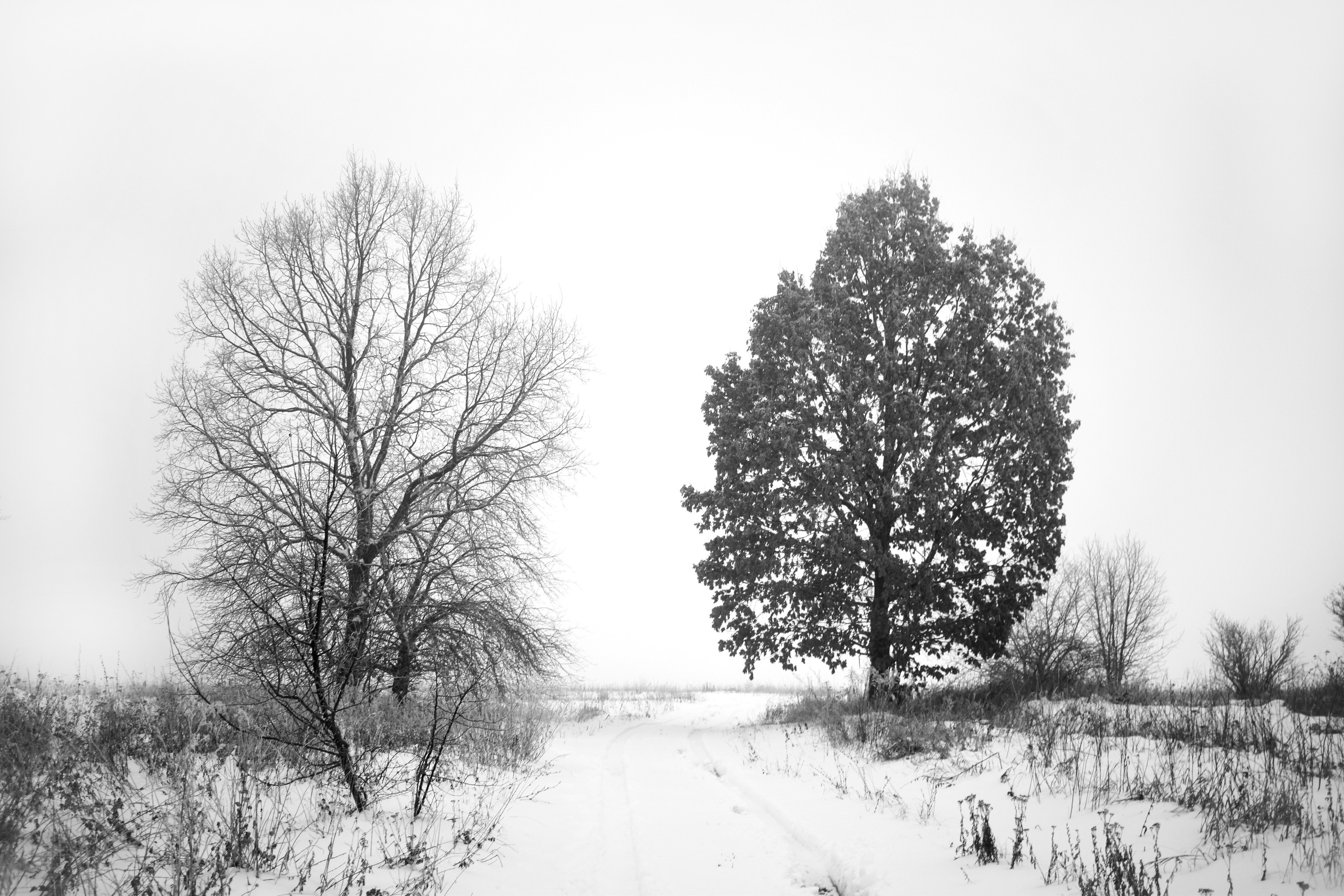 Victoria Ovchinnikova