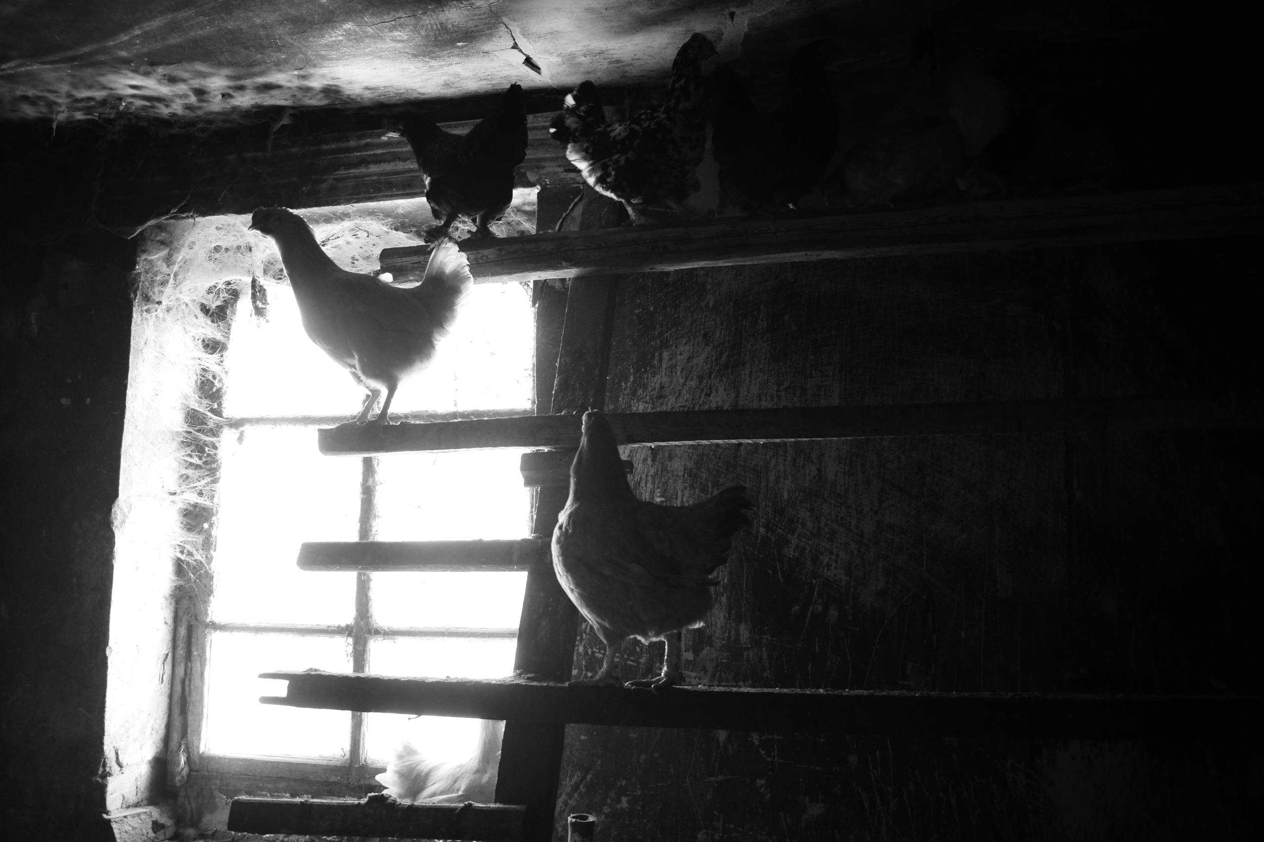 Victoria Ovchinnikova