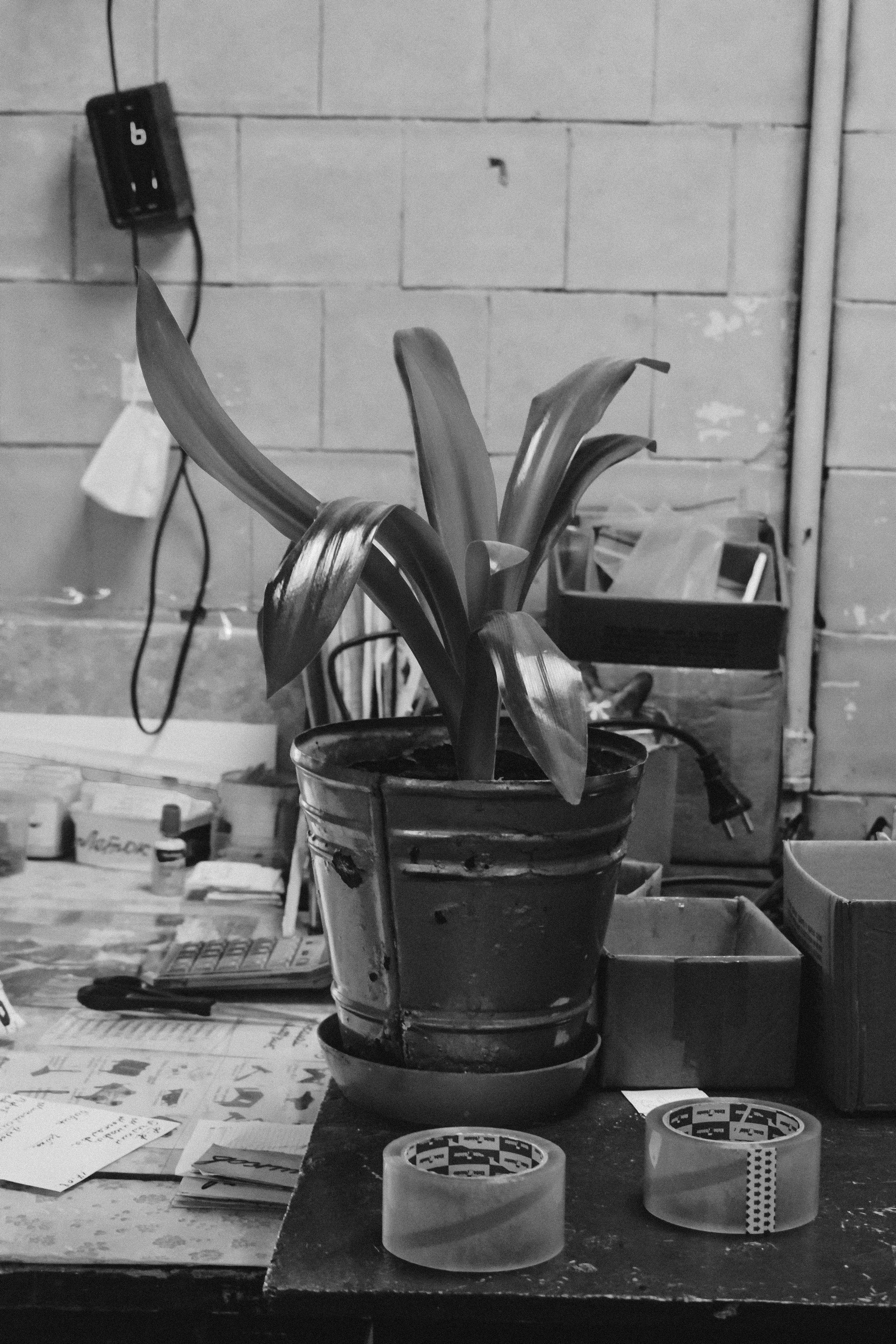 MECHANISMS. Victoria Ovchinnikova