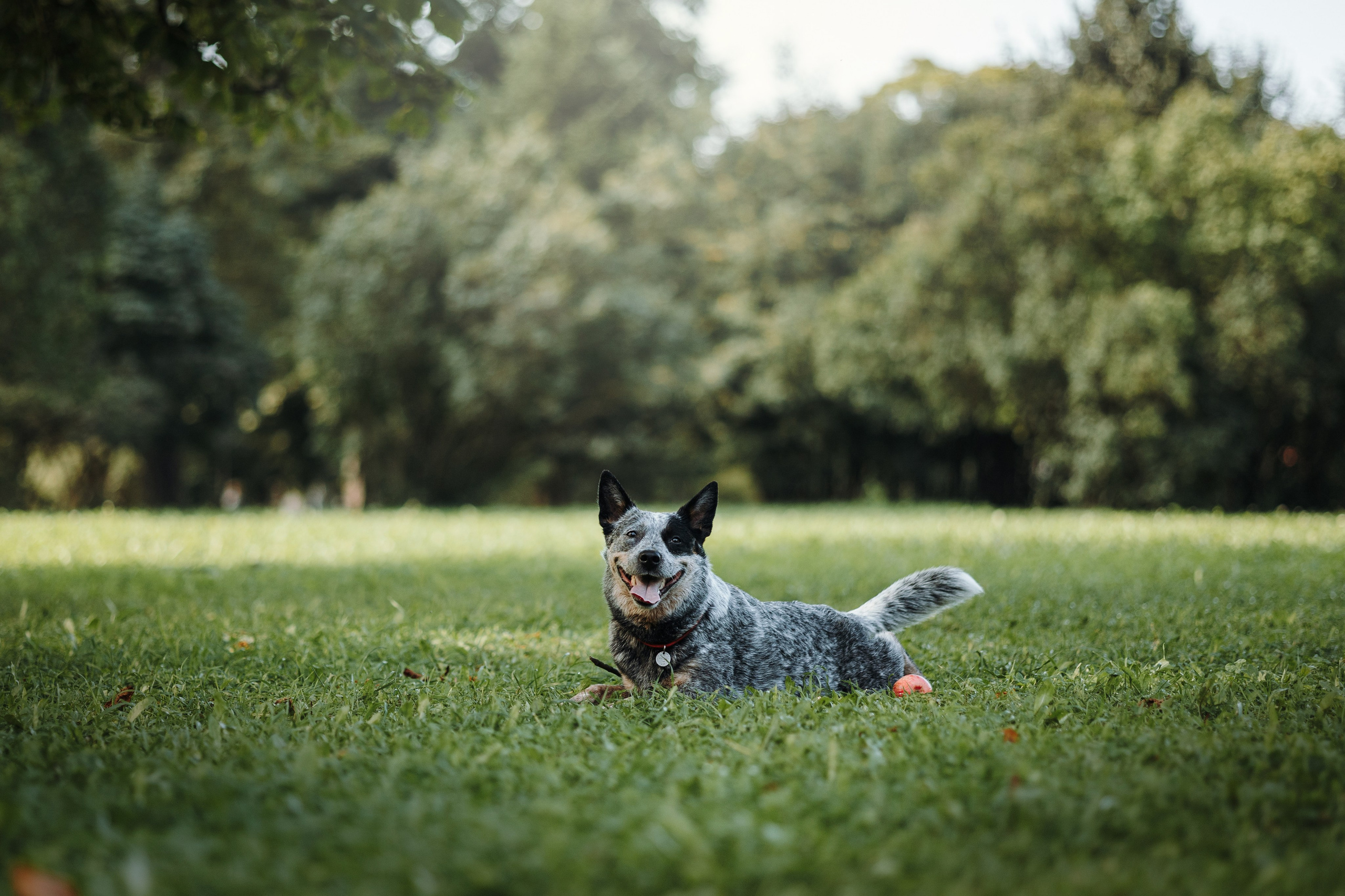 Кода и ее семья. Фотограф — Анималист | Санкт-Петербург