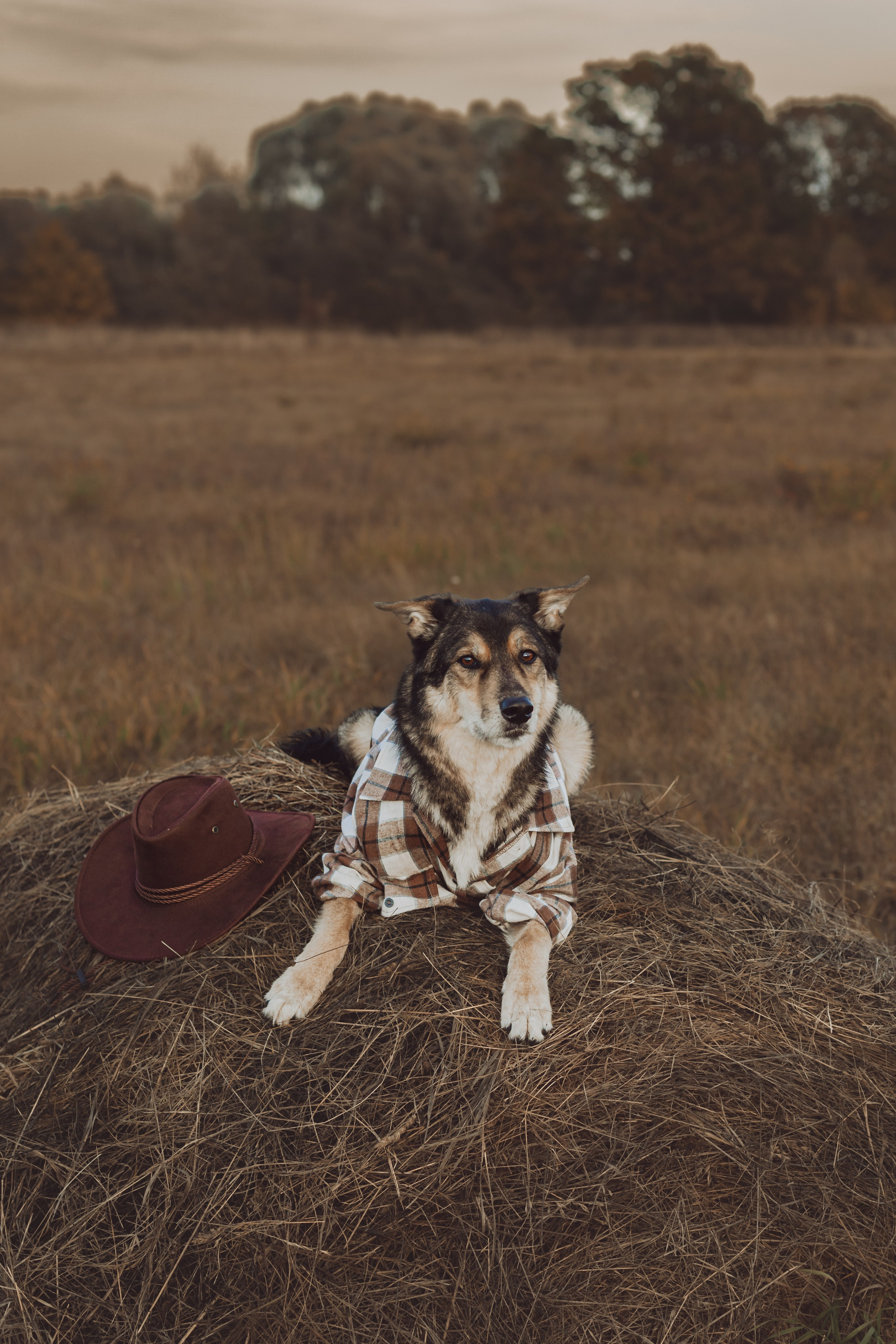 Кантри Дюк. Фотограф-анималист Татьяна Степанова