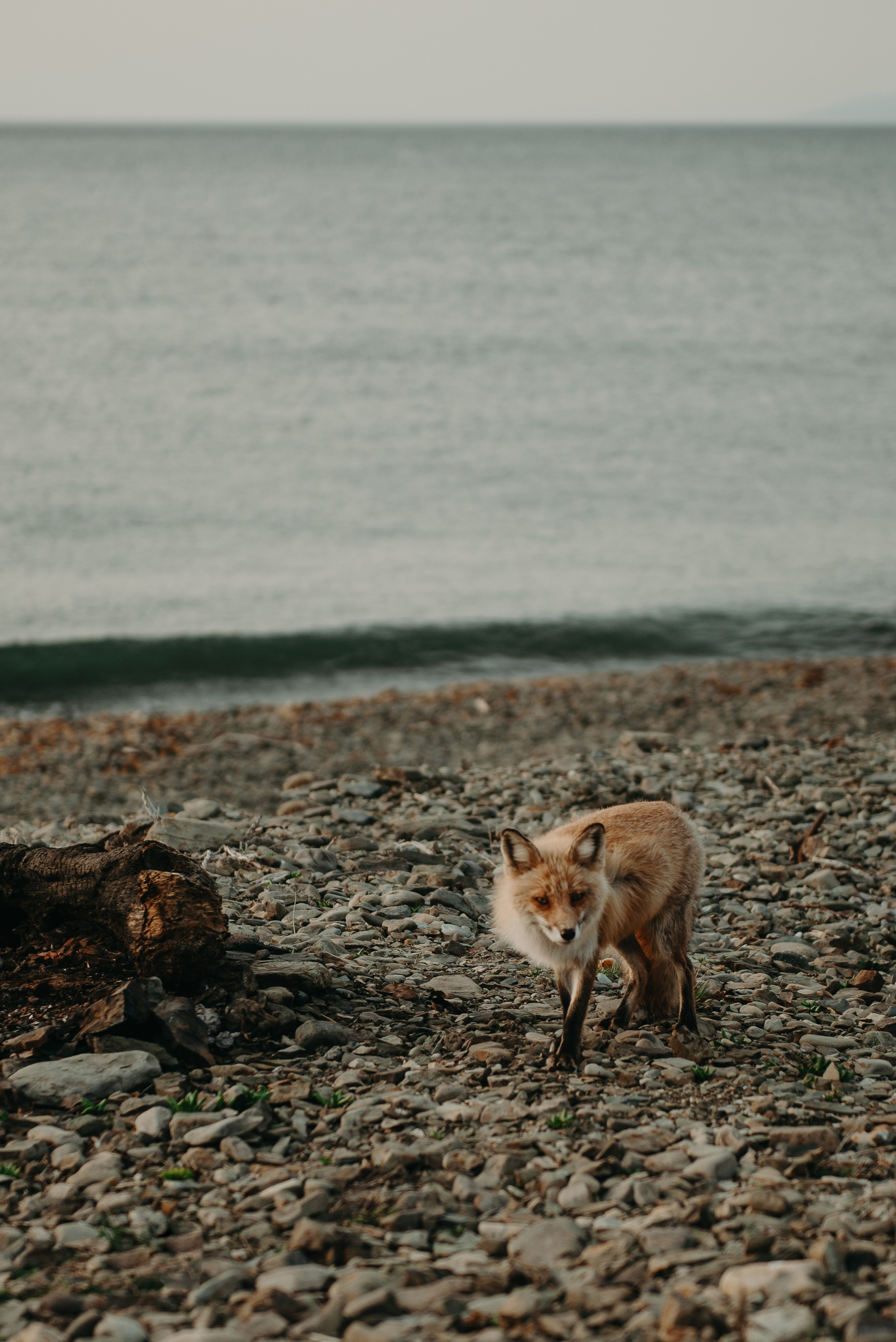 Илья, Настя и Ева. Ирина Метелица фотограф на Шикотане