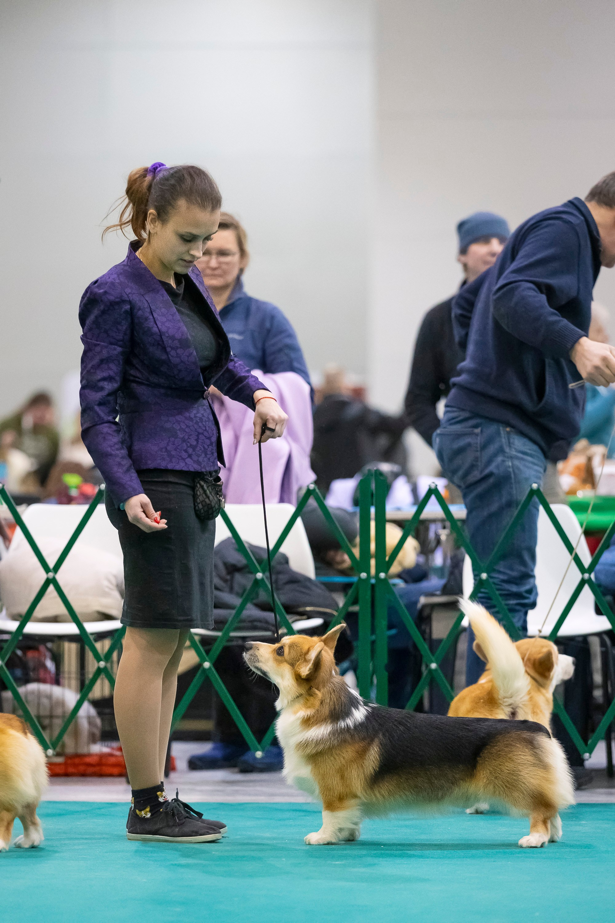 Крокус 10.02. Фотограф анималист, семейный фотограф, фотограф собак Комратова Мария. г. Москва
