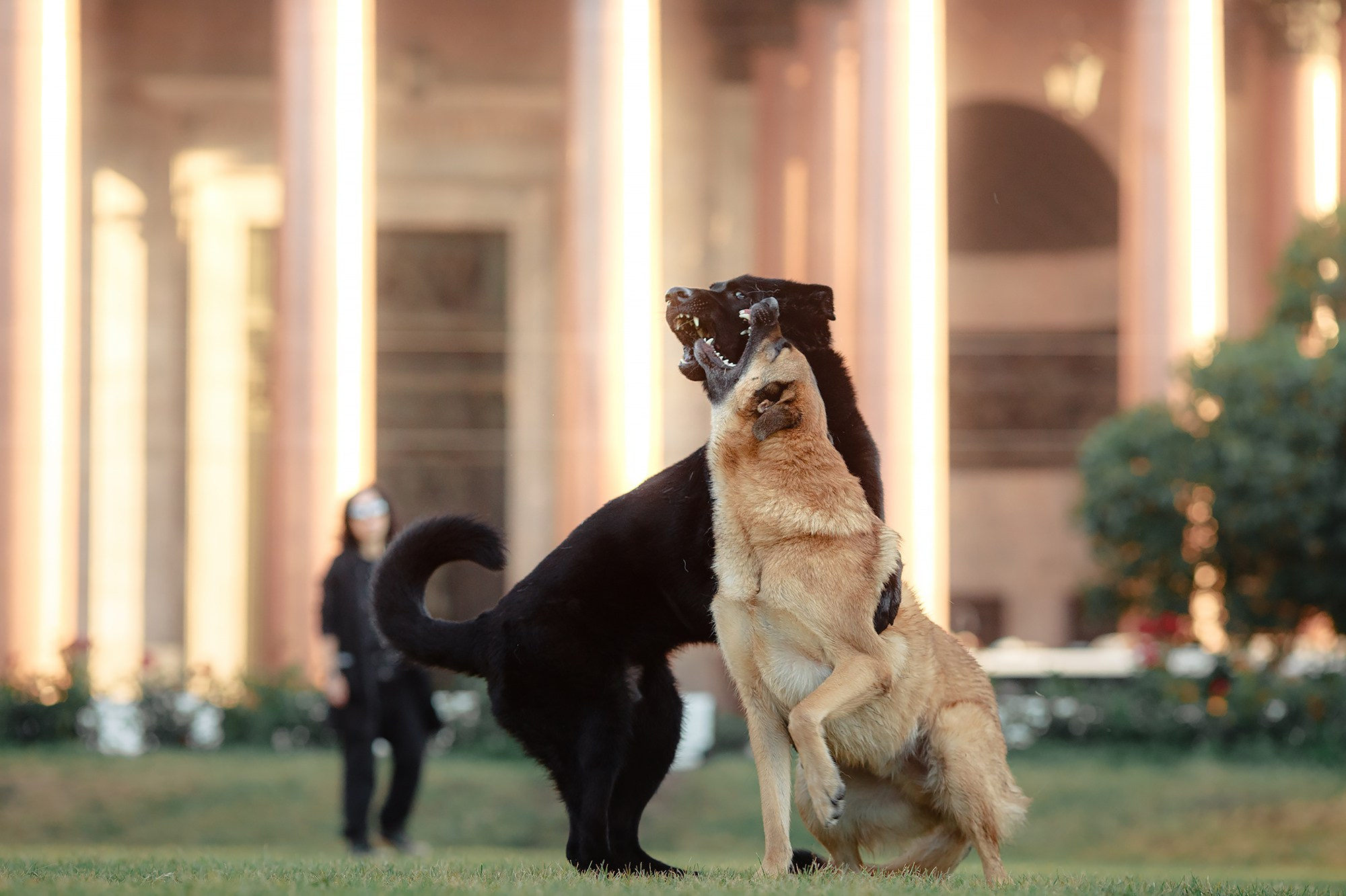 Алена, Кай и Мара. Фотограф-анималист Mary Mart — Москва, Питер
