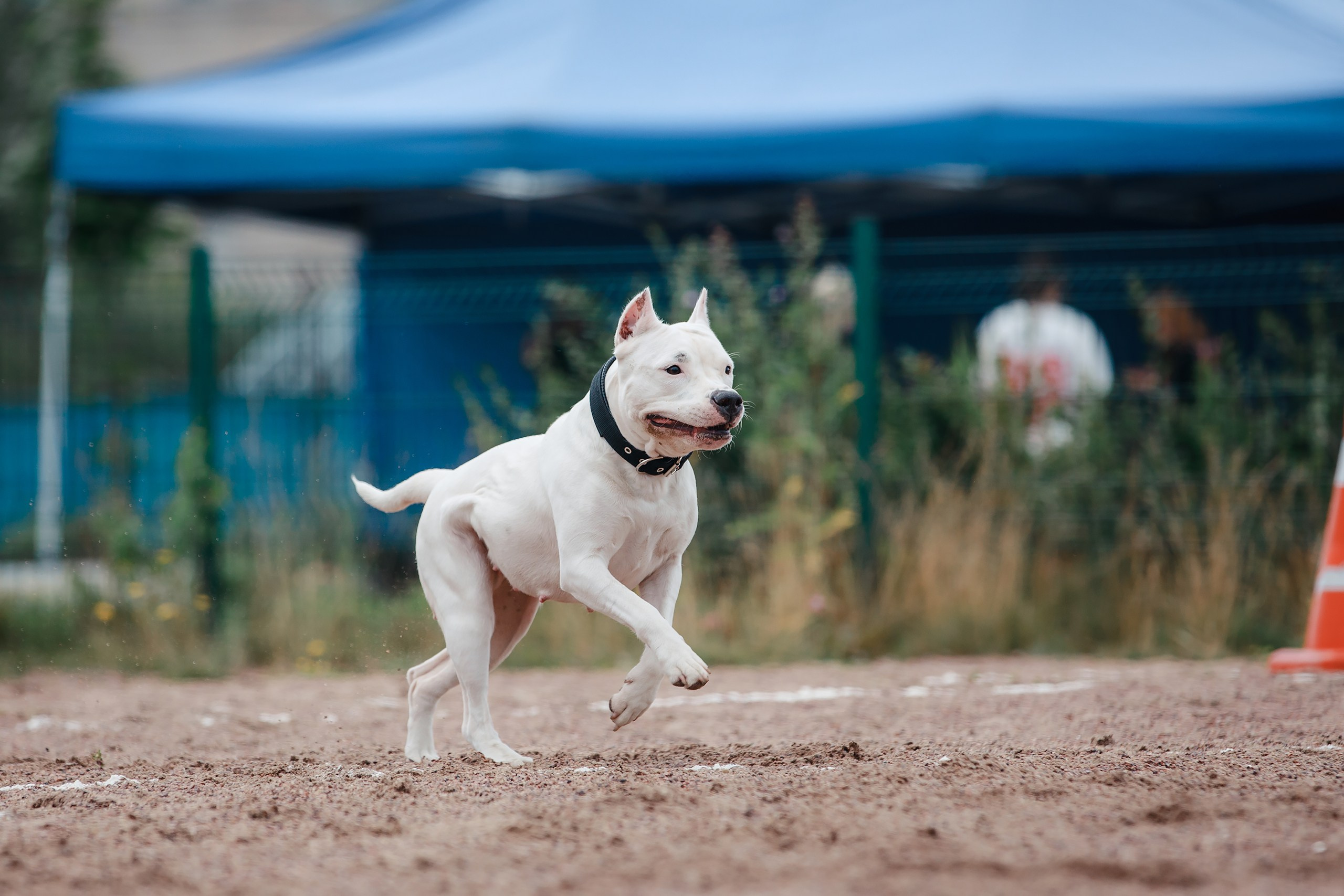 Питч&Гоу + веселые старты. Фотограф-анималист Mary Mart — Москва, Питер