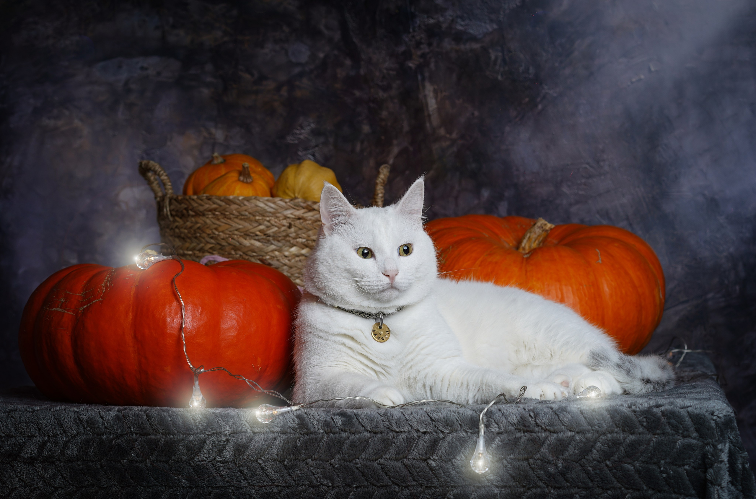 Маффин и Хэллоуин. Фотограф-анималист в Санкт-Петербурге Яна Мартынова