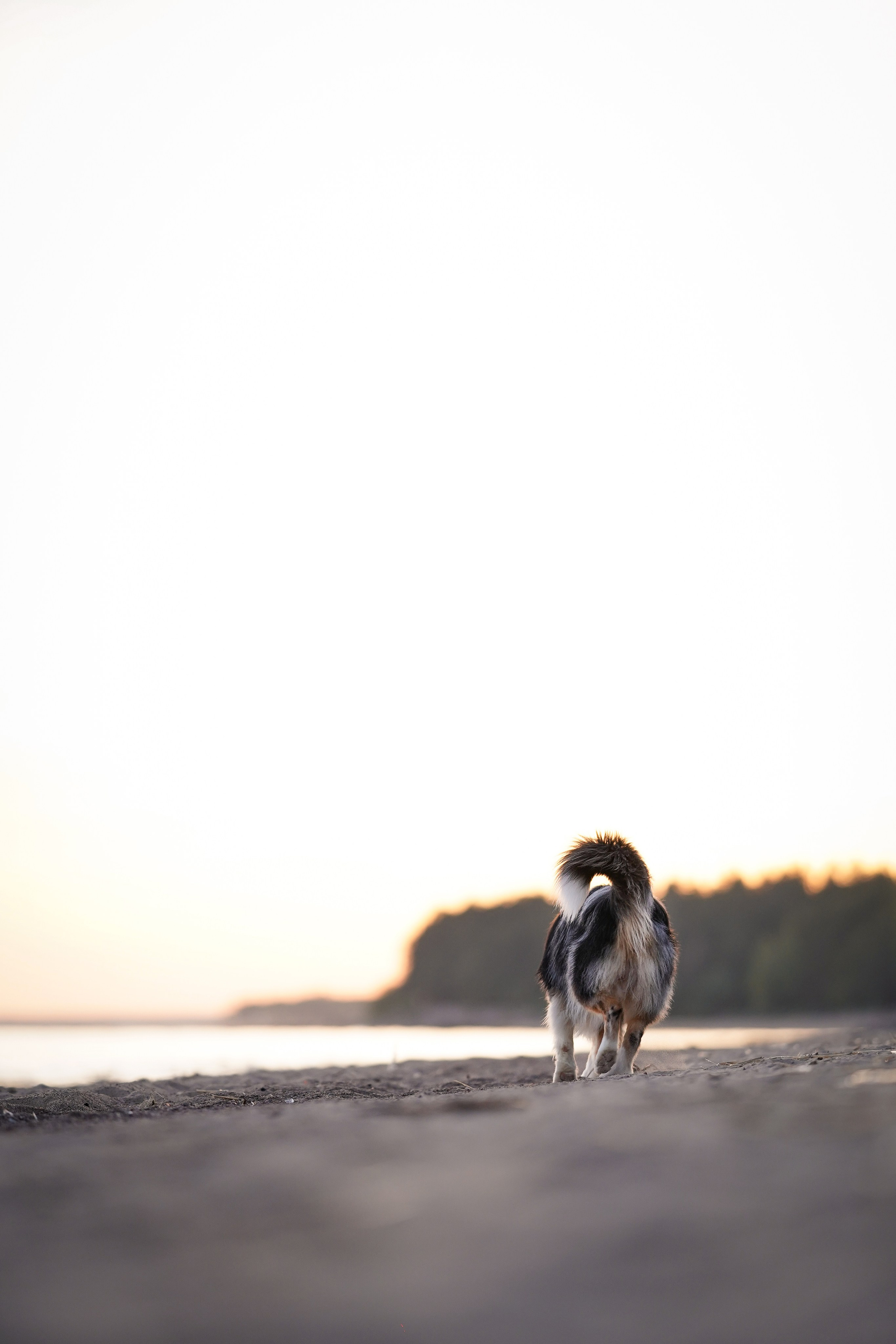 Вероника Харви и Лени. Фотограф-анималист в Санкт-Петербурге Яна Мартынова