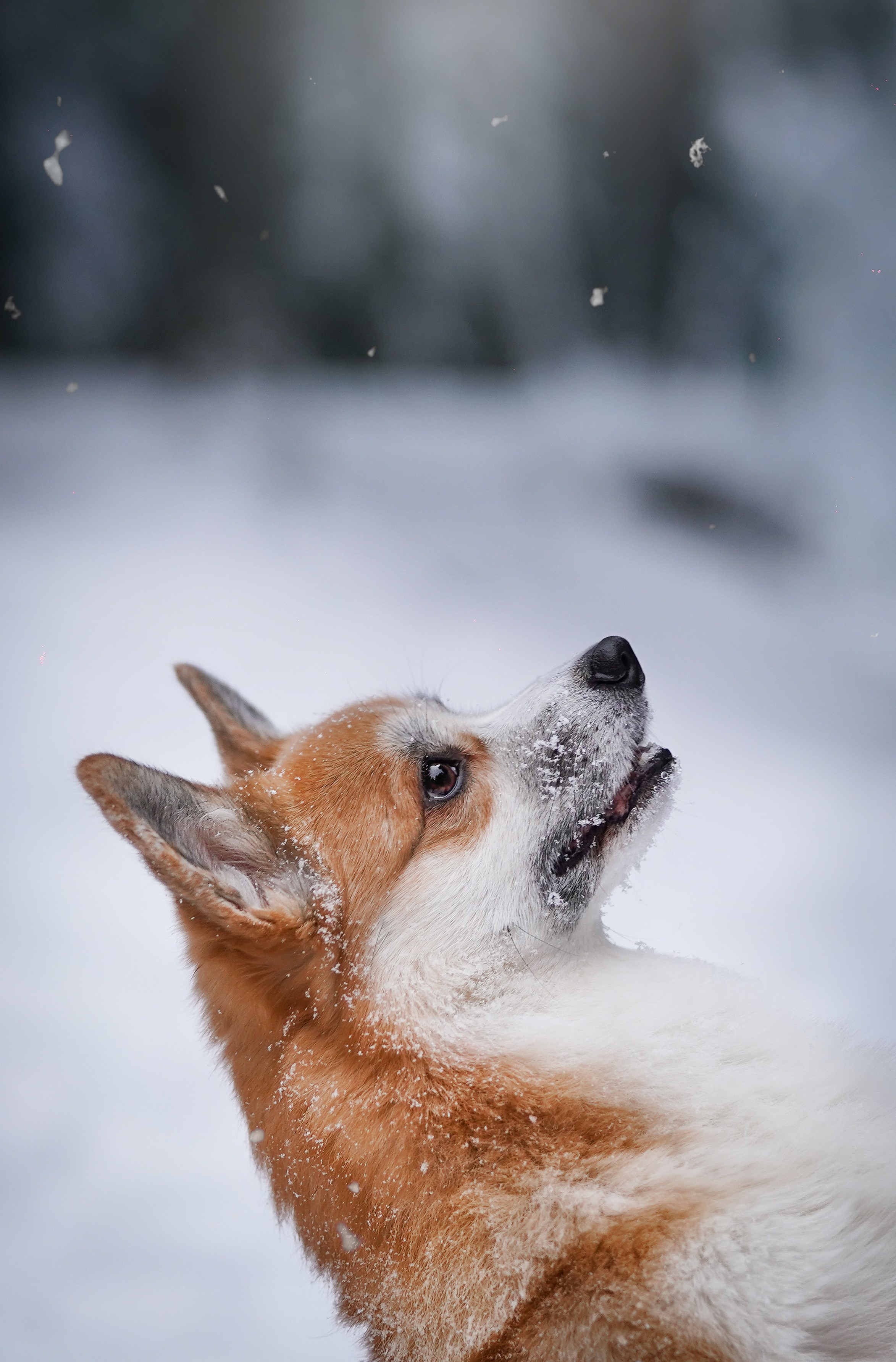 Катя Рокки и Честер. Фотограф-анималист в Санкт-Петербурге Яна Мартынова