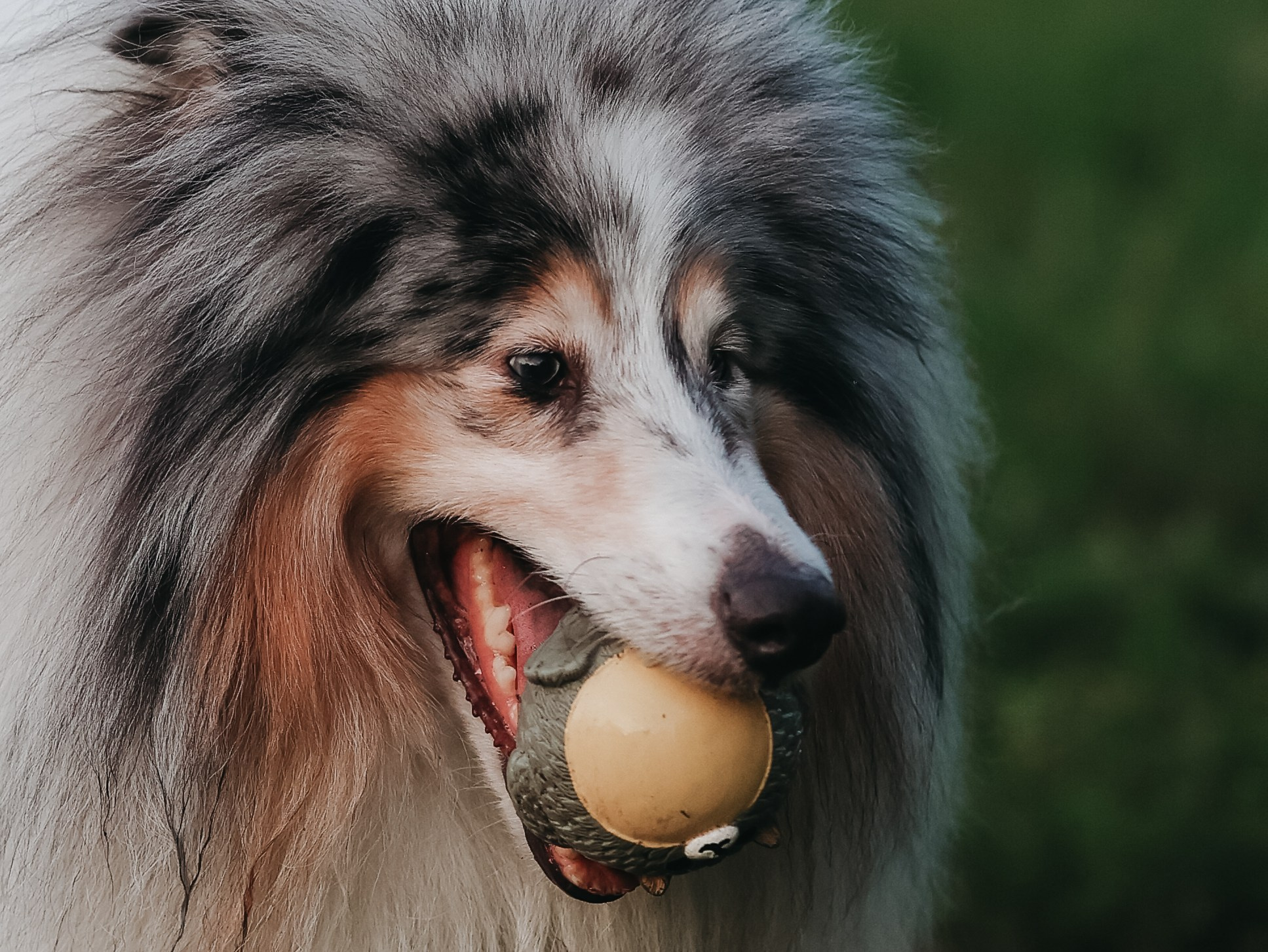 Гранд и Инга. Фотограф-анималист в Москве Кириллова Татьяна