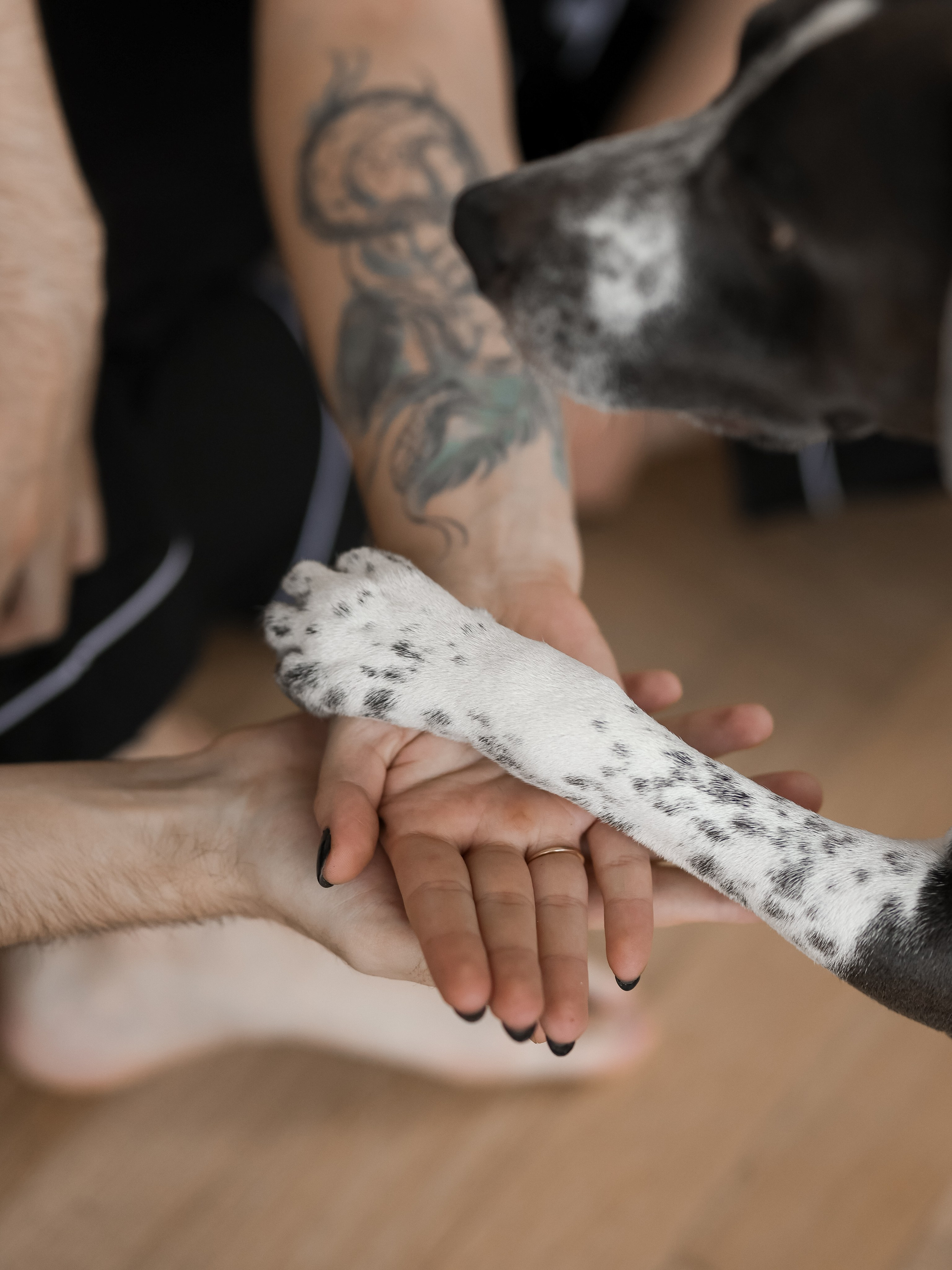 Тортик Даша и Никита. Фотограф-анималист в Москве Кириллова Татьяна