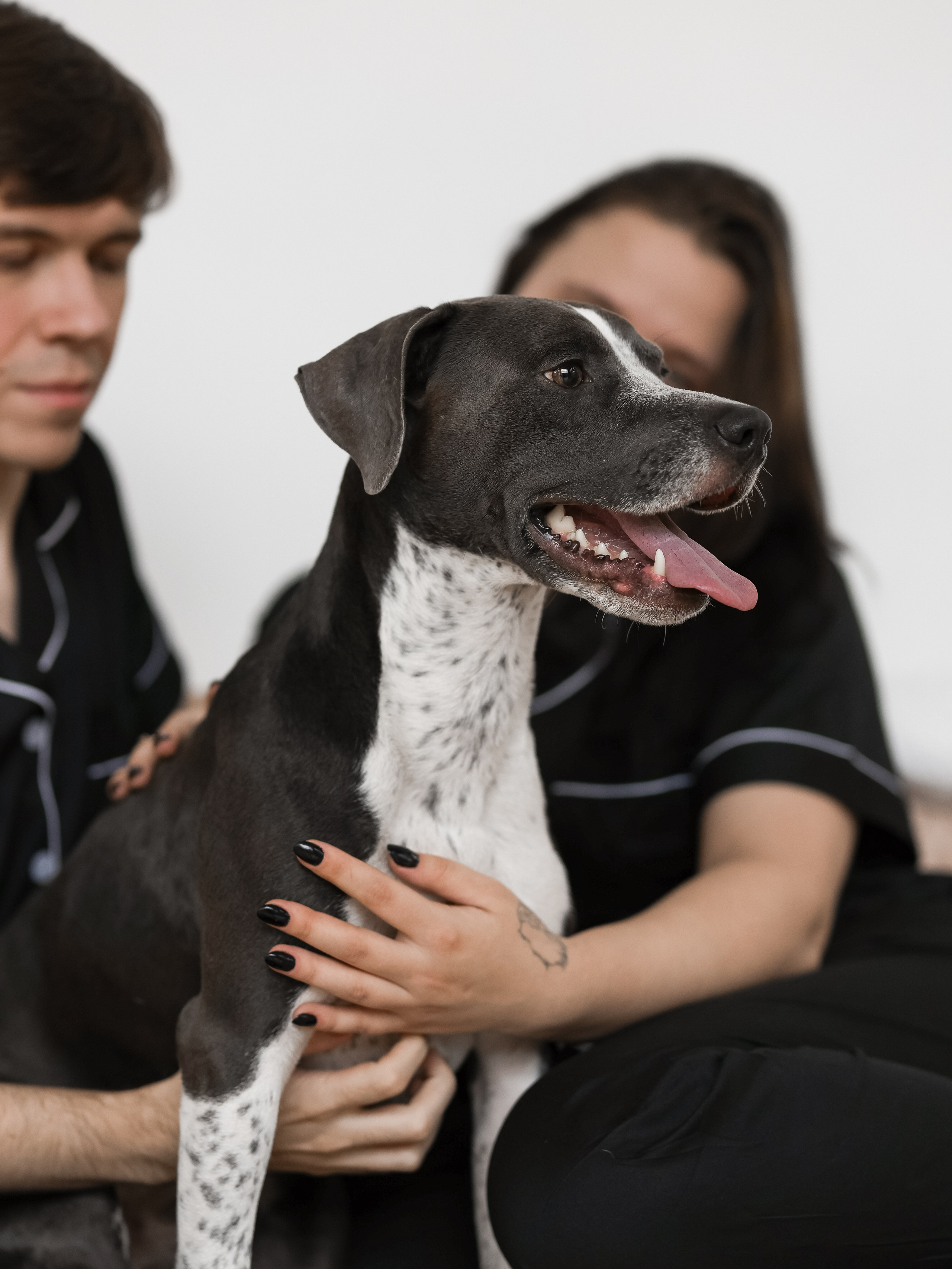 Тортик Даша и Никита. Фотограф-анималист в Москве Кириллова Татьяна