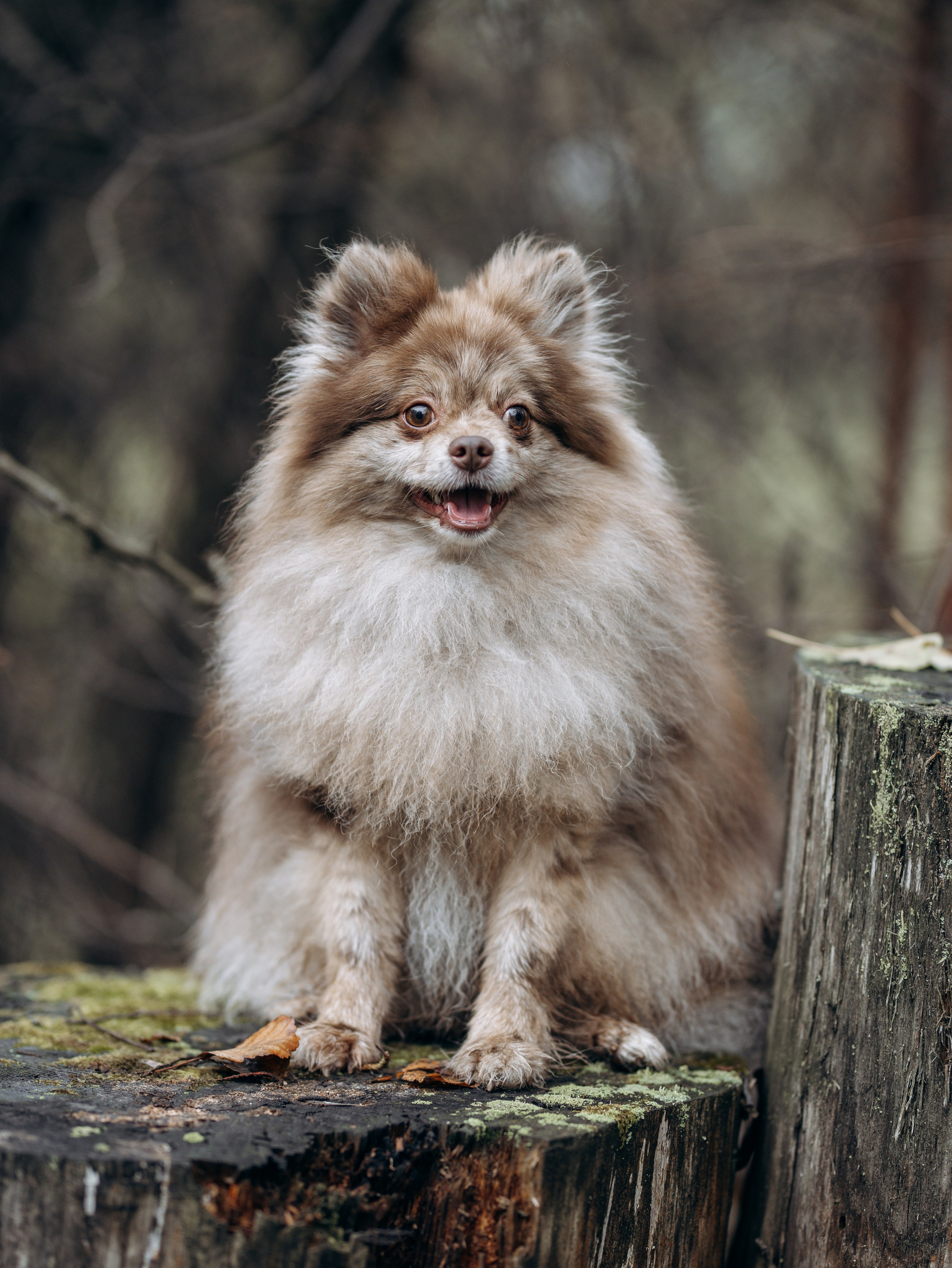 Скай, Марти и Катя. Фотограф-анималист в Москве Кириллова Татьяна
