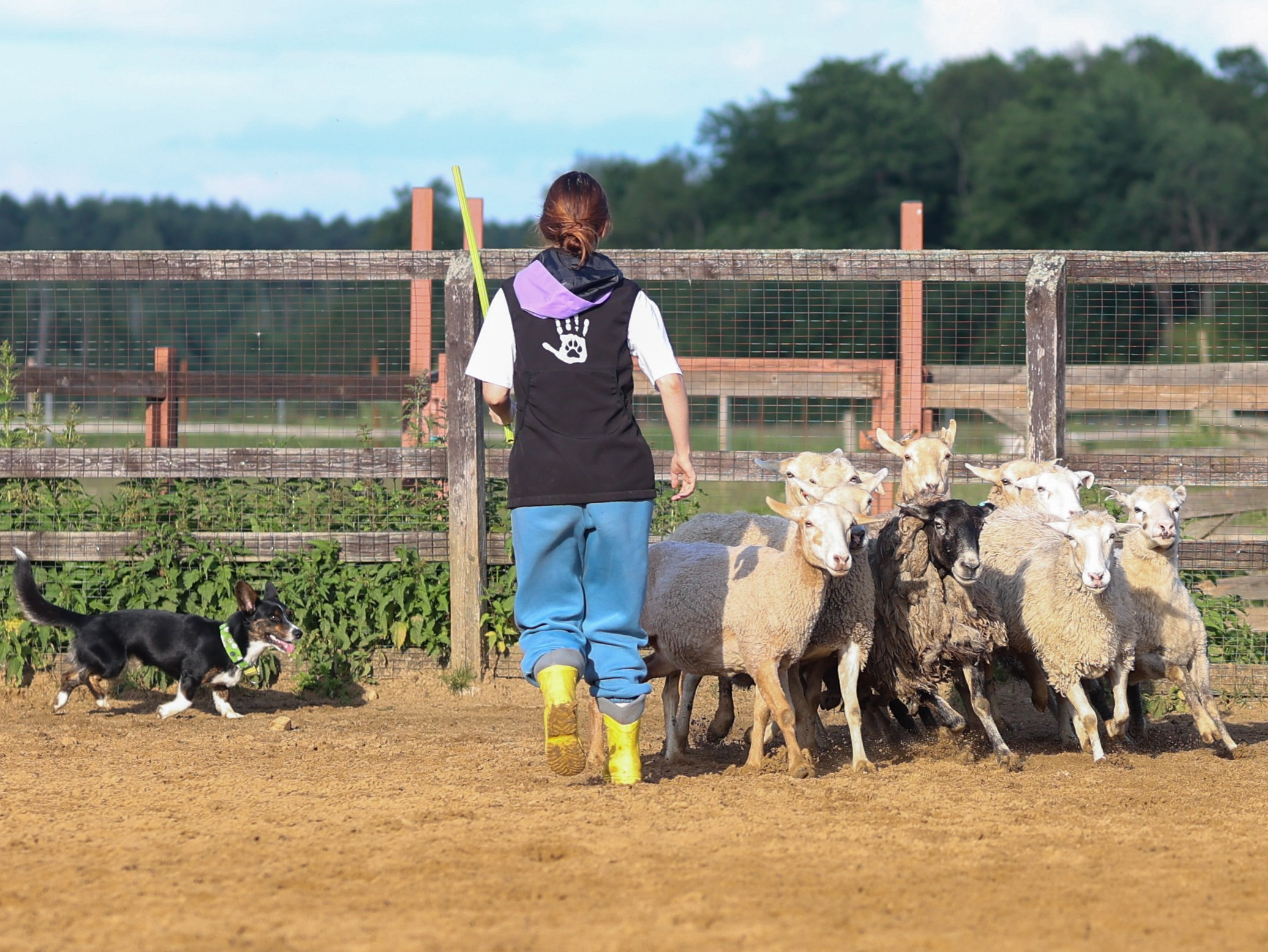 Пастьба. Фотограф-анималист в Москве Кириллова Татьяна