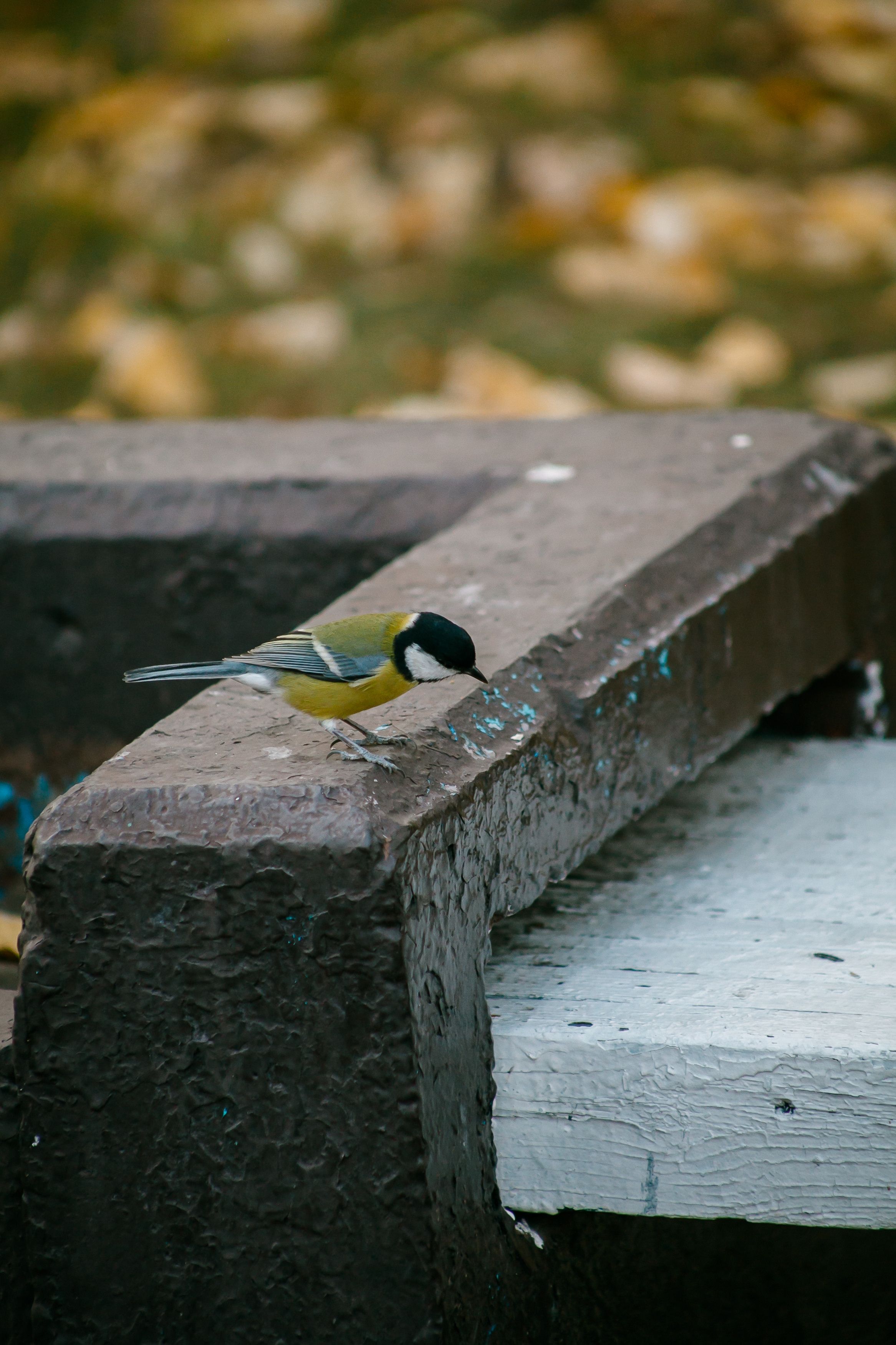 Сентябрь. Портретный фотограф Елена Матафонова Барнаул