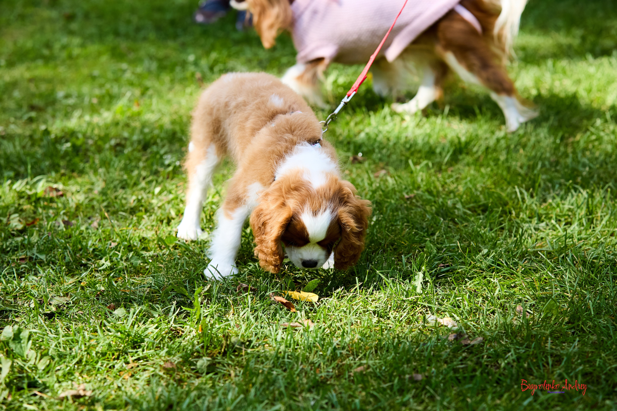 Фотопрогулка с кавалерами. Buyvolenko Andrey