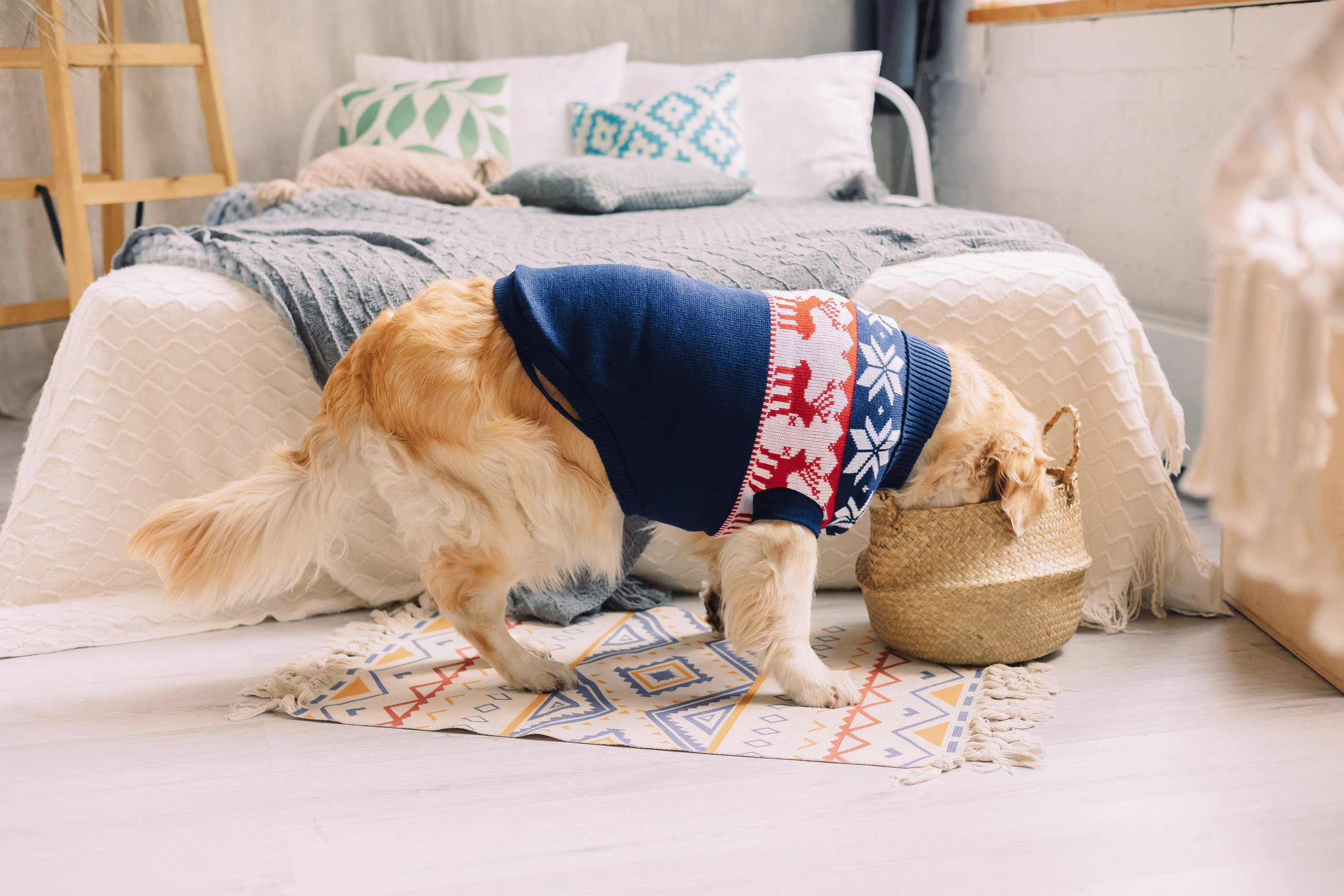 Магазин Friend of mine. Фотограф-анималист Елена Радченко, Москва