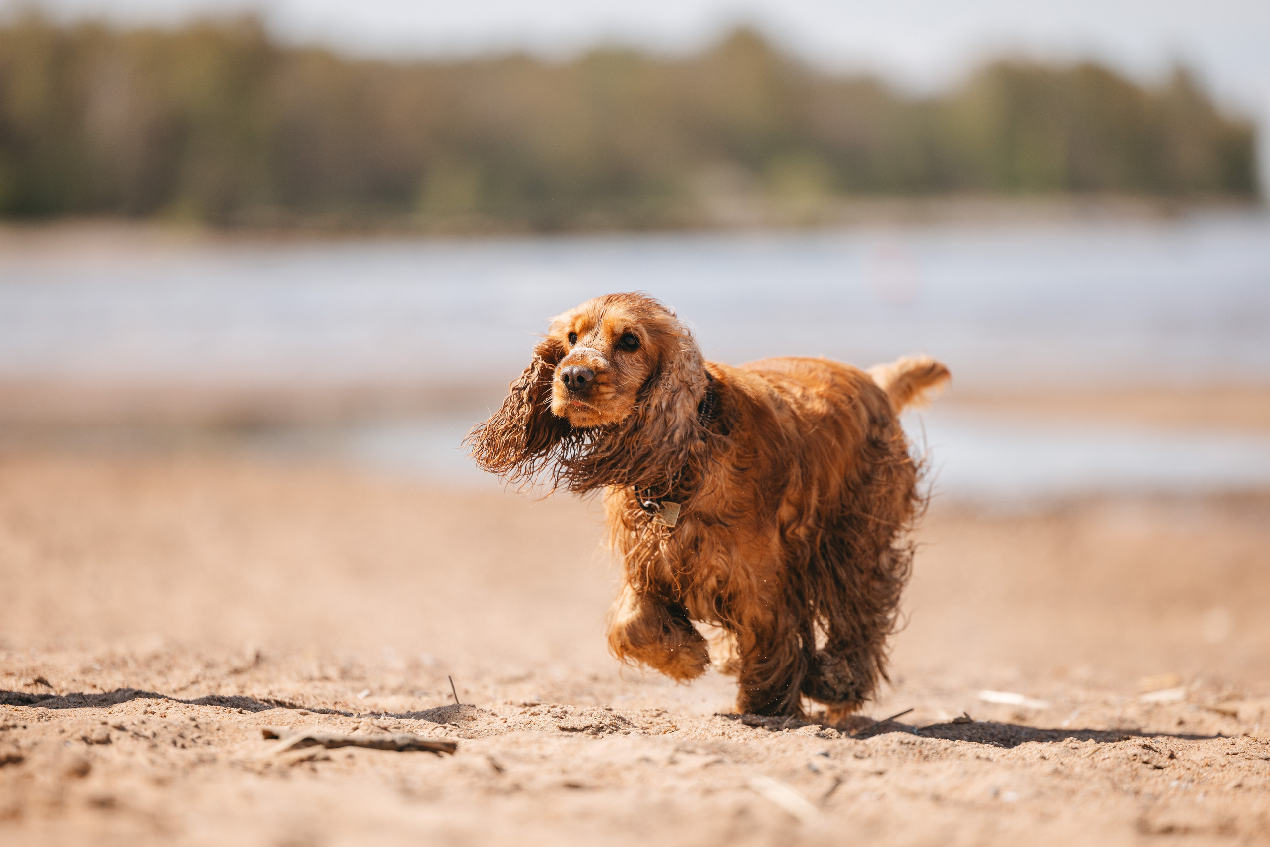 Спанимания. Фотограф анималист Осипчикова Мария