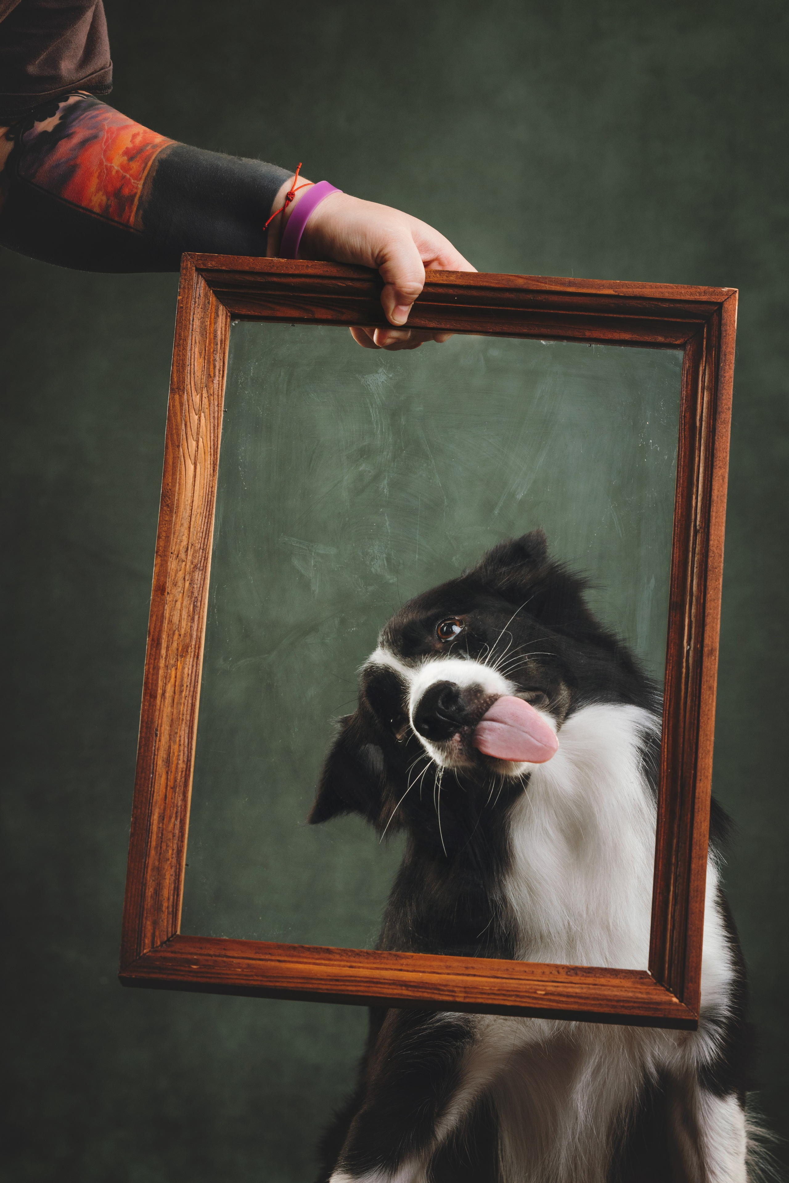 Бордер-колли. Фотограф анималист Осипчикова Мария