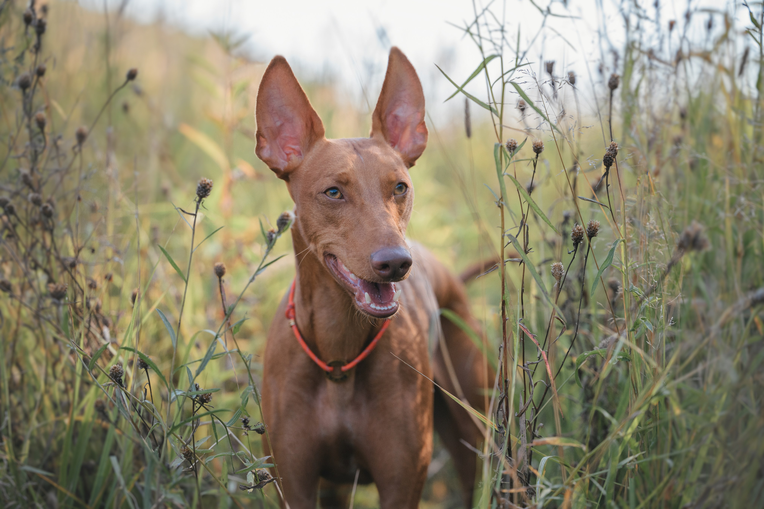 Чирнеко. Лесная прогулка. Фотограф Анималист в Москве Анастасия Жучкова