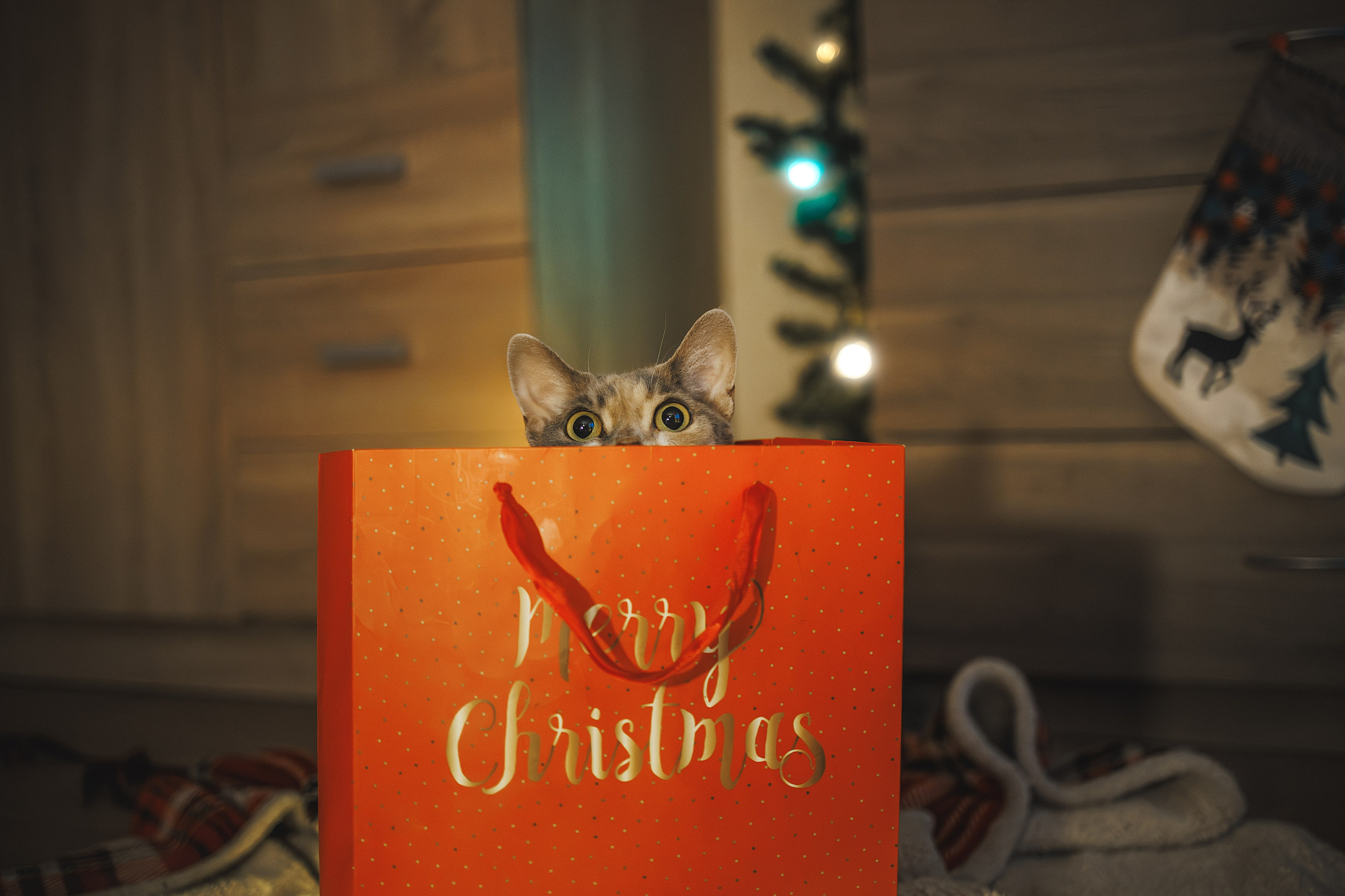 Домашняя новогодняя. Фотограф Анималист в Москве Анастасия Жучкова