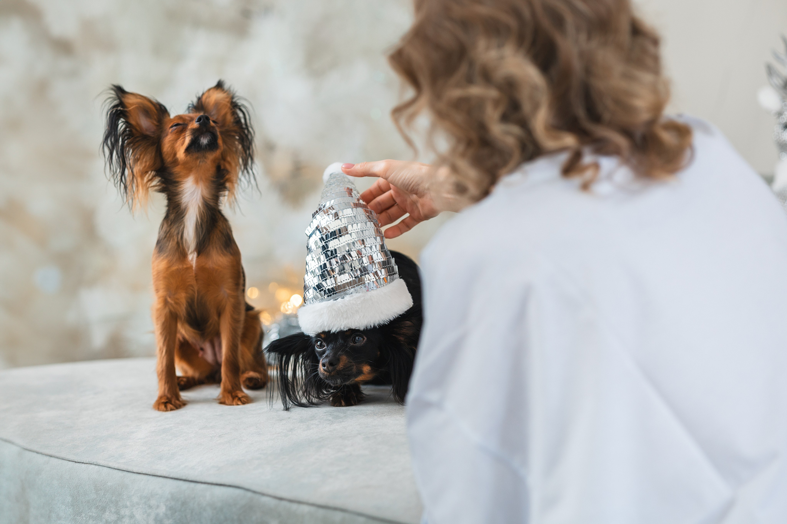 Домашняя съемка. Фотограф Анималист в Москве Анастасия Жучкова