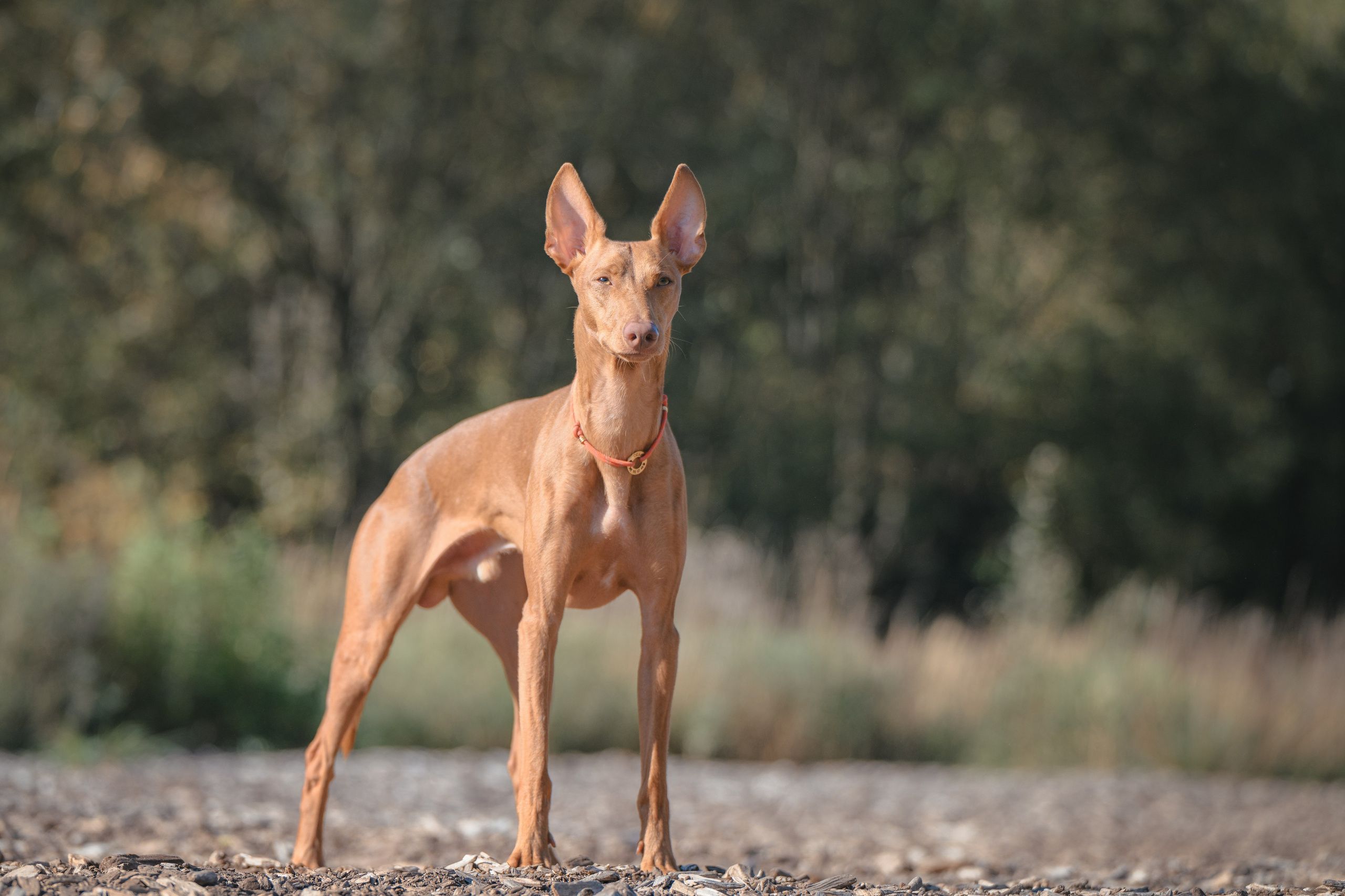 Чирнеко. Лесная прогулка. Фотограф Анималист в Москве Анастасия Жучкова