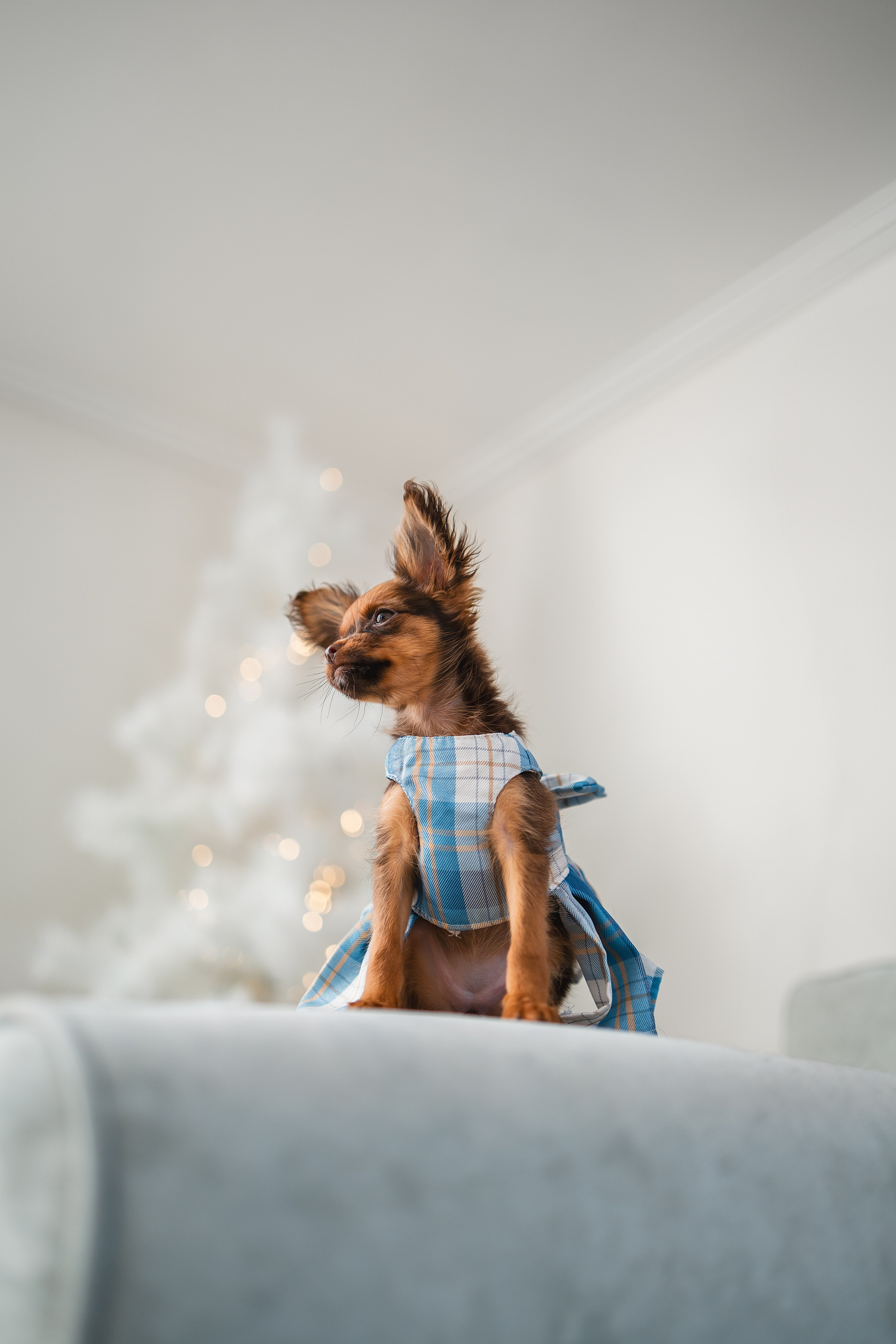 Малыши Той Терьер. Фотограф Анималист в Москве Анастасия Жучкова
