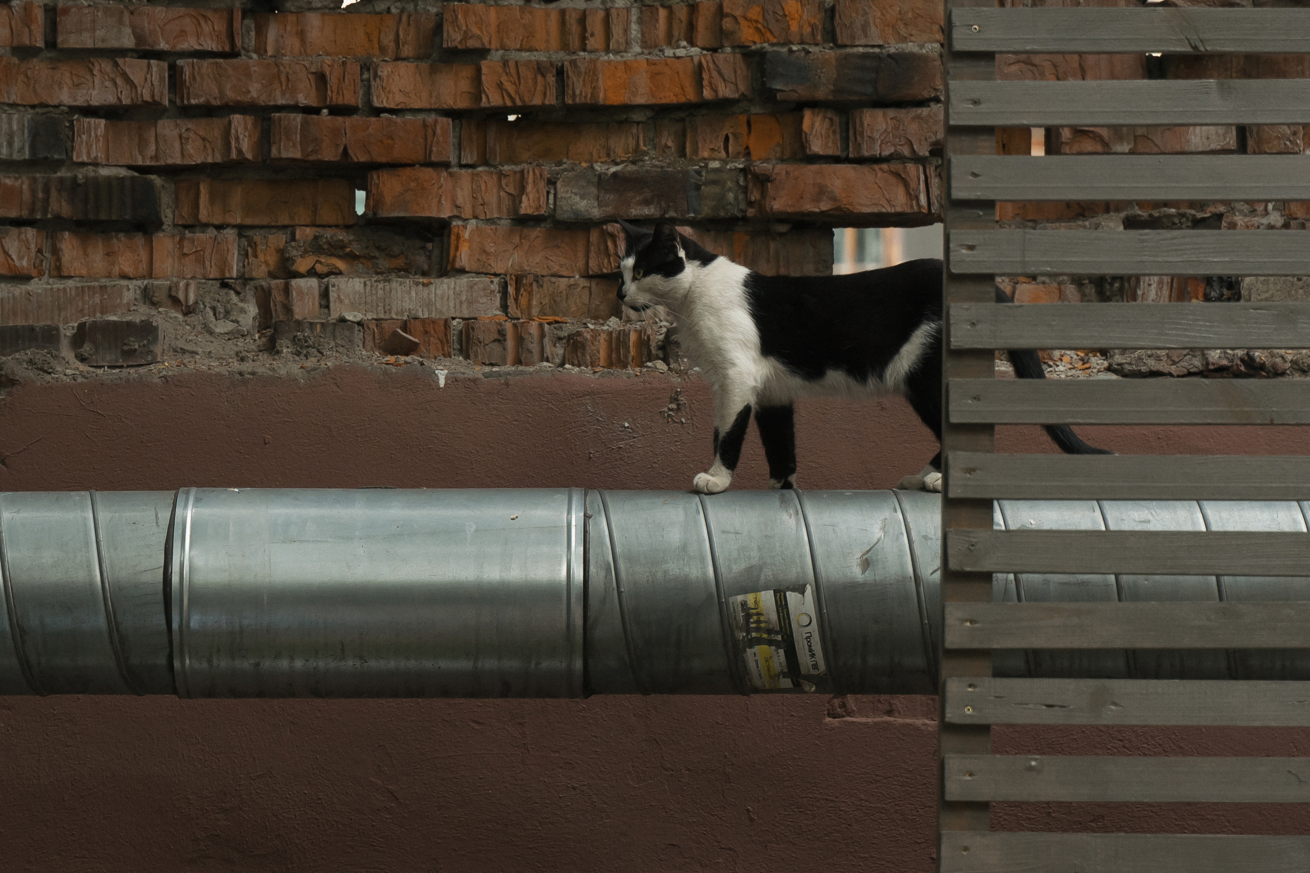 НОВЕНЬКИЙ. Свадебный фотограф Москва Светлана Анисимова