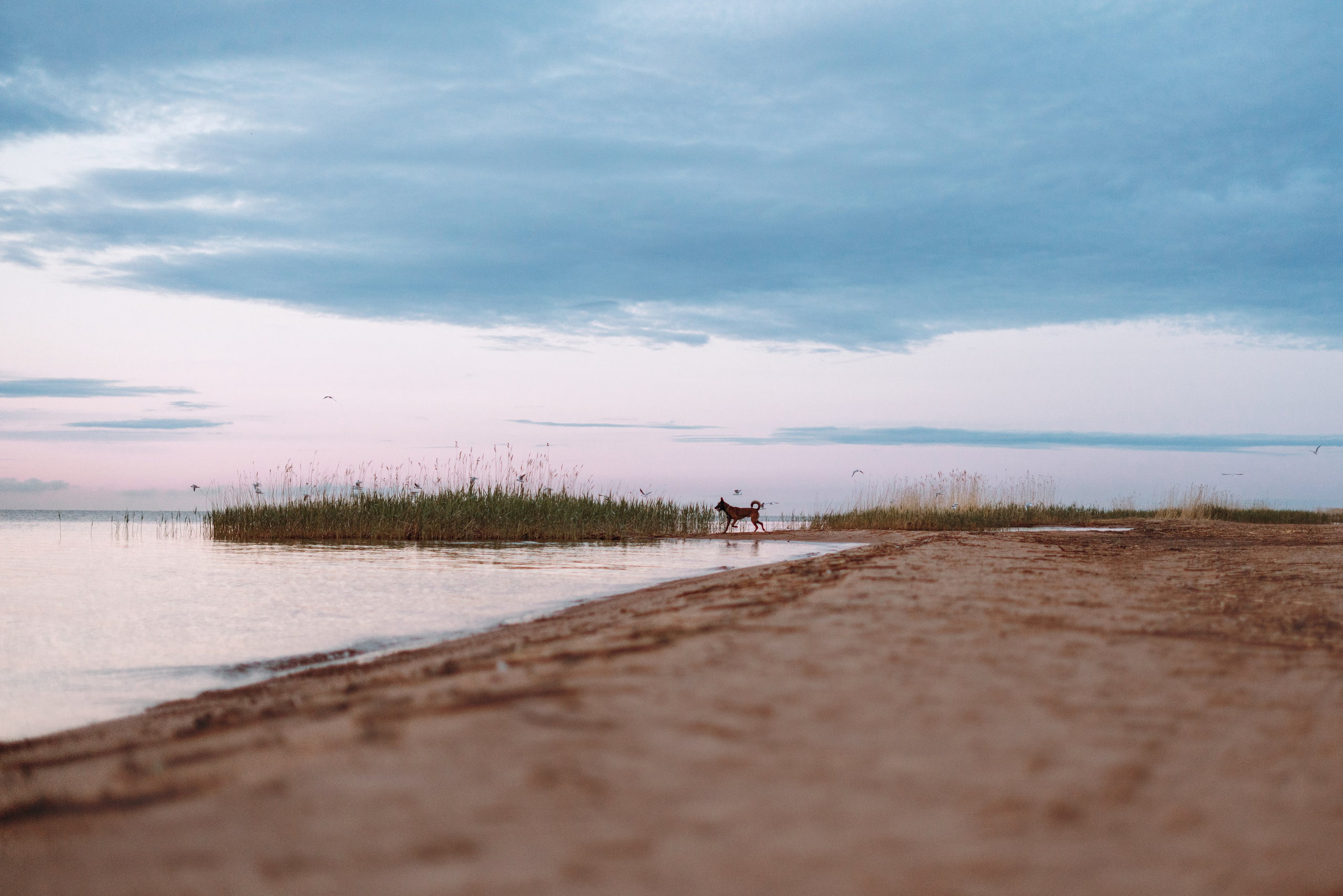 Фотограф анималист Осипчикова Мария