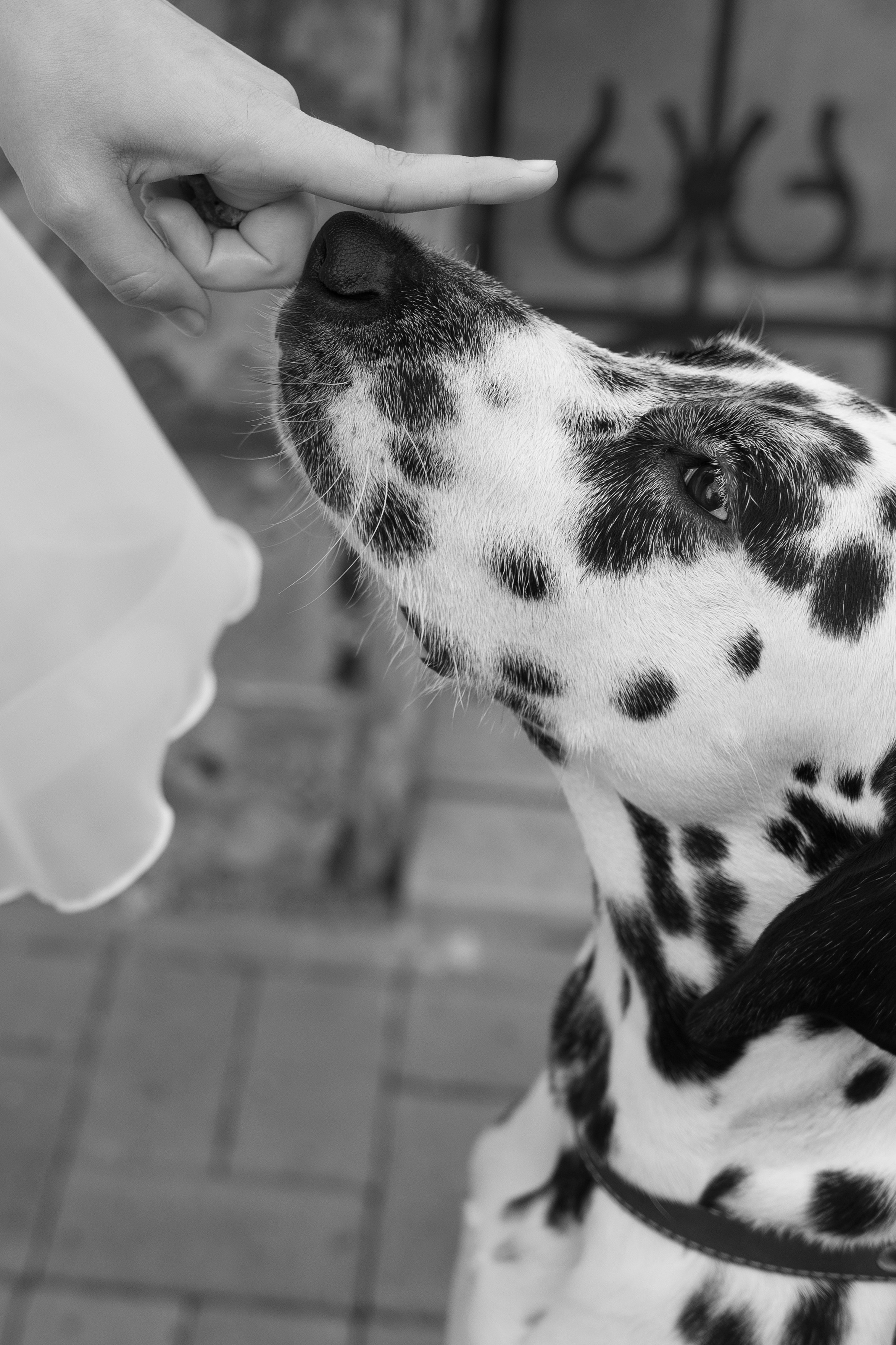 Анастасия и Скиф. Семейный и свадебный фотограф в Крыму и в Севастополе Сазонова Эля