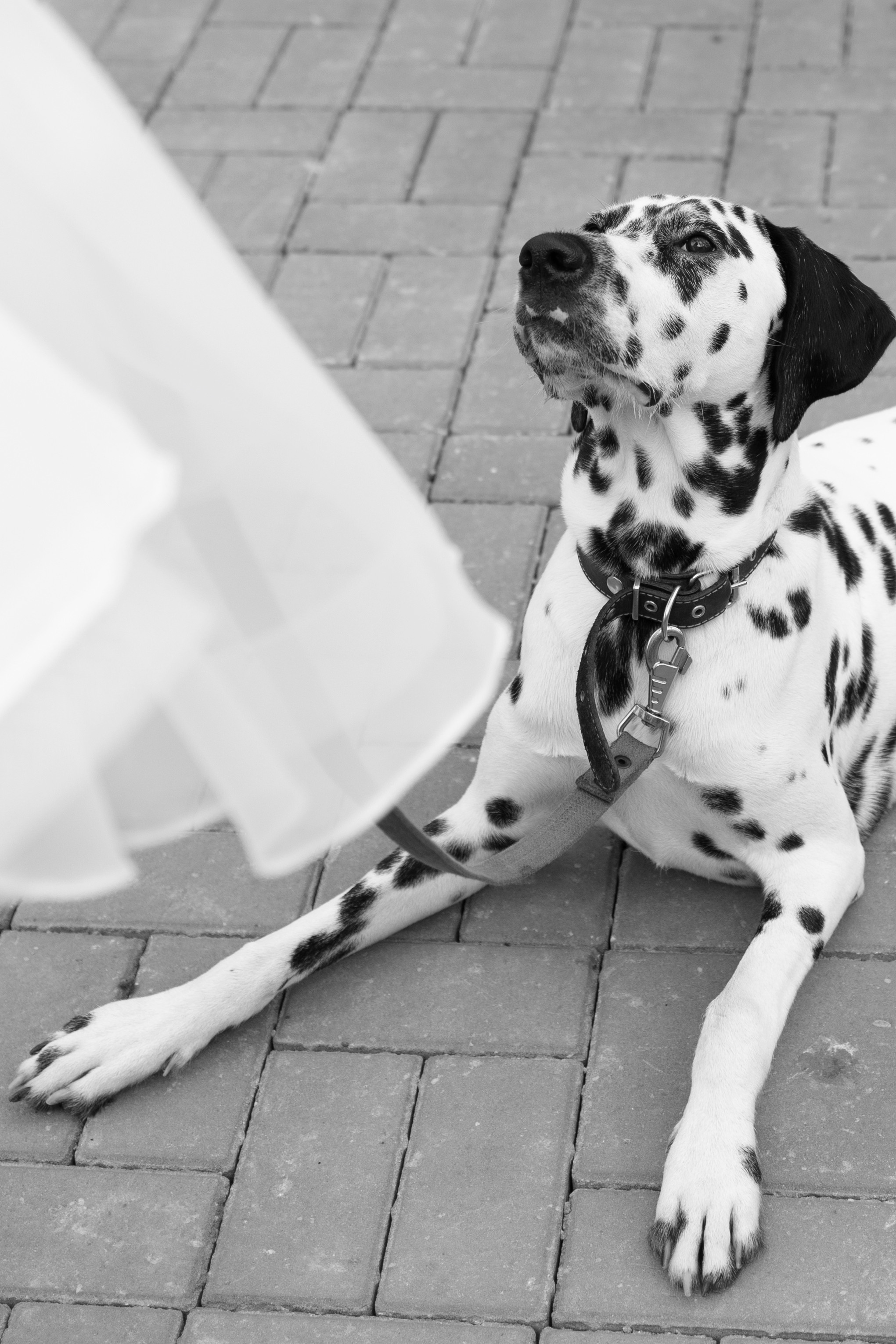 Анастасия и Скиф. Семейный и свадебный фотограф в Крыму и в Севастополе Сазонова Эля