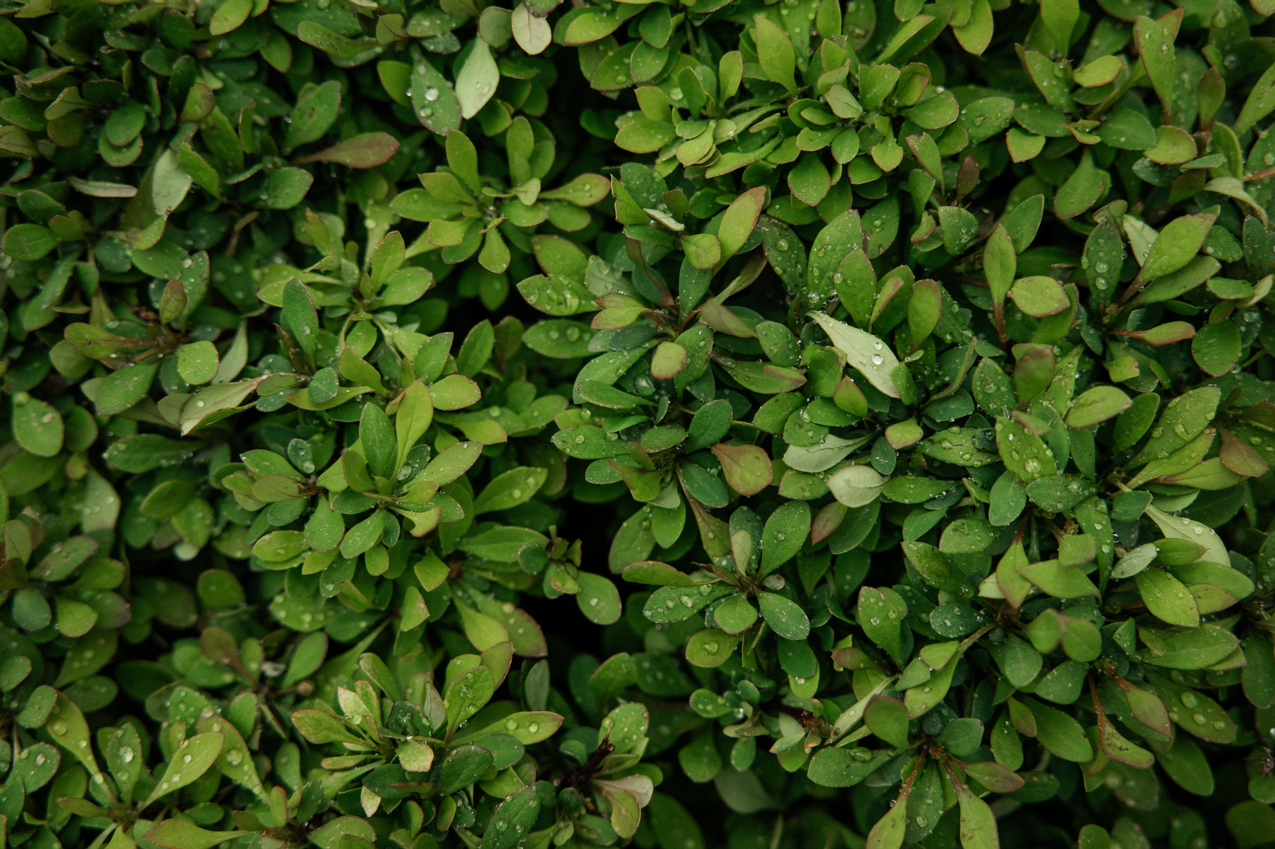 I&J. Свадебный фотограф в Иваново Гитарина Черняева