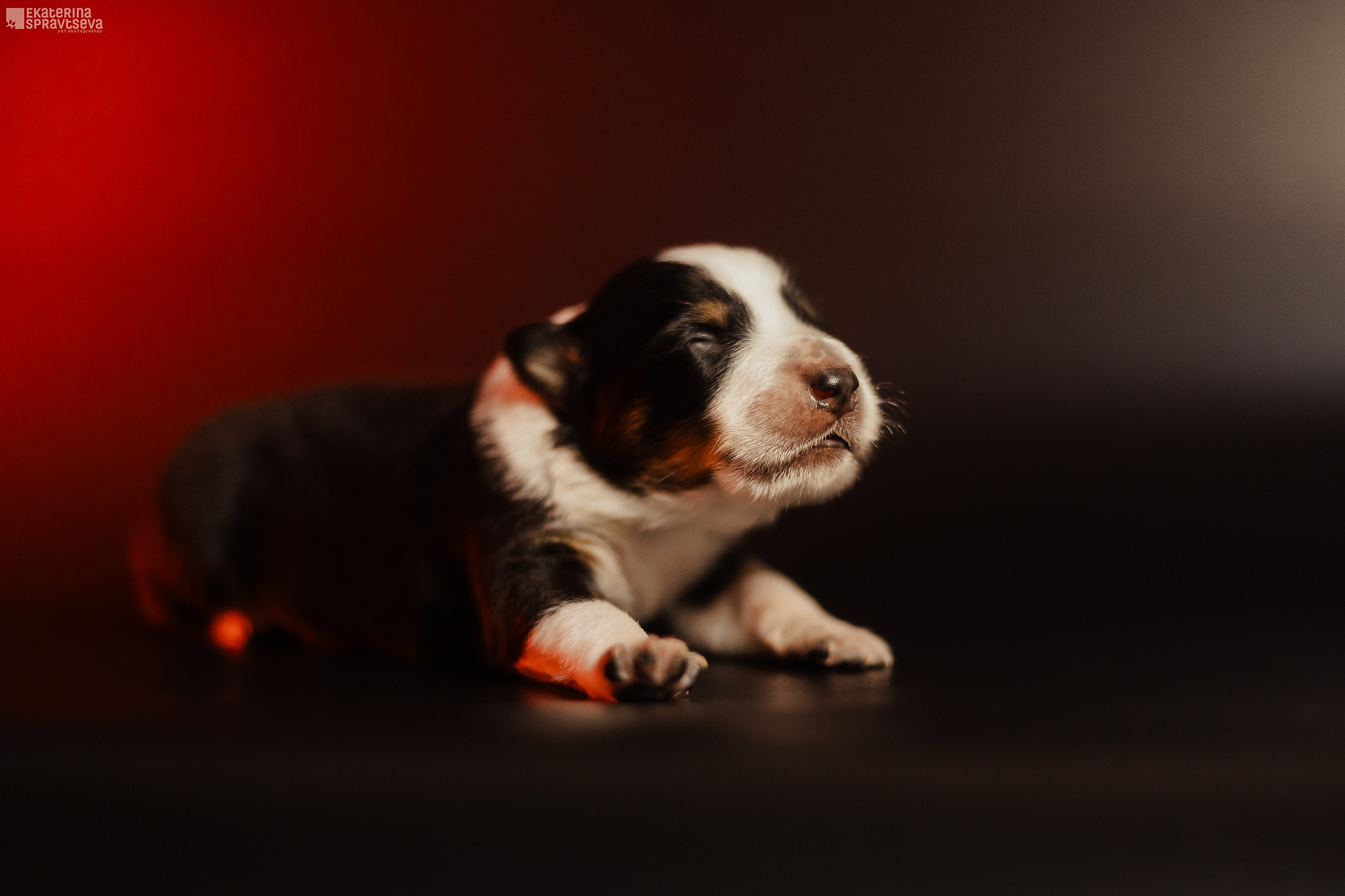 Щенки бордер колли от Ап х Ра. Фотограф Анималист Екатерина Справцева в Нижнем Новгороде