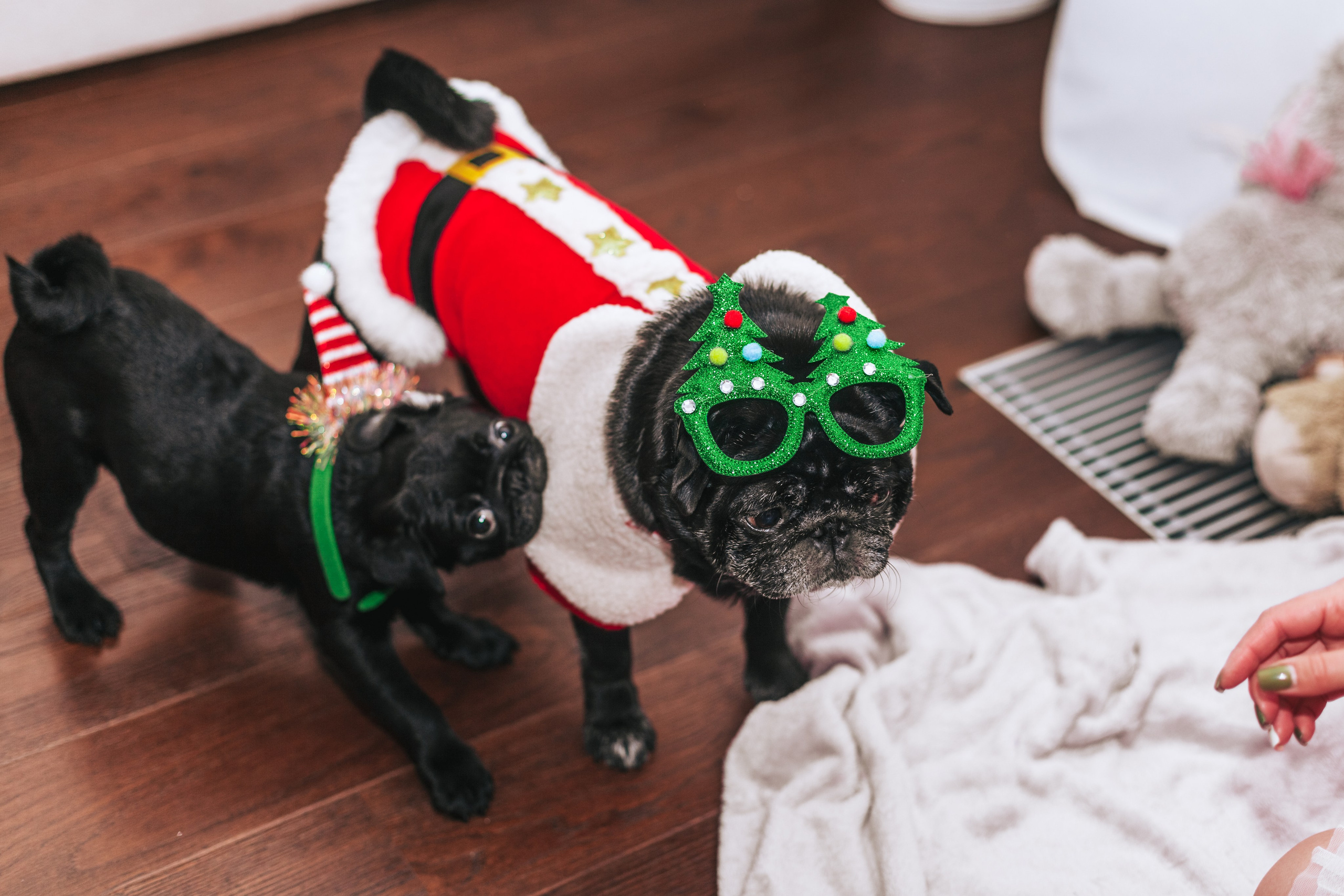 Домашняя фотосессия Оли и двух ее мопсов. Фотограф-анималист Татьяна Степанова