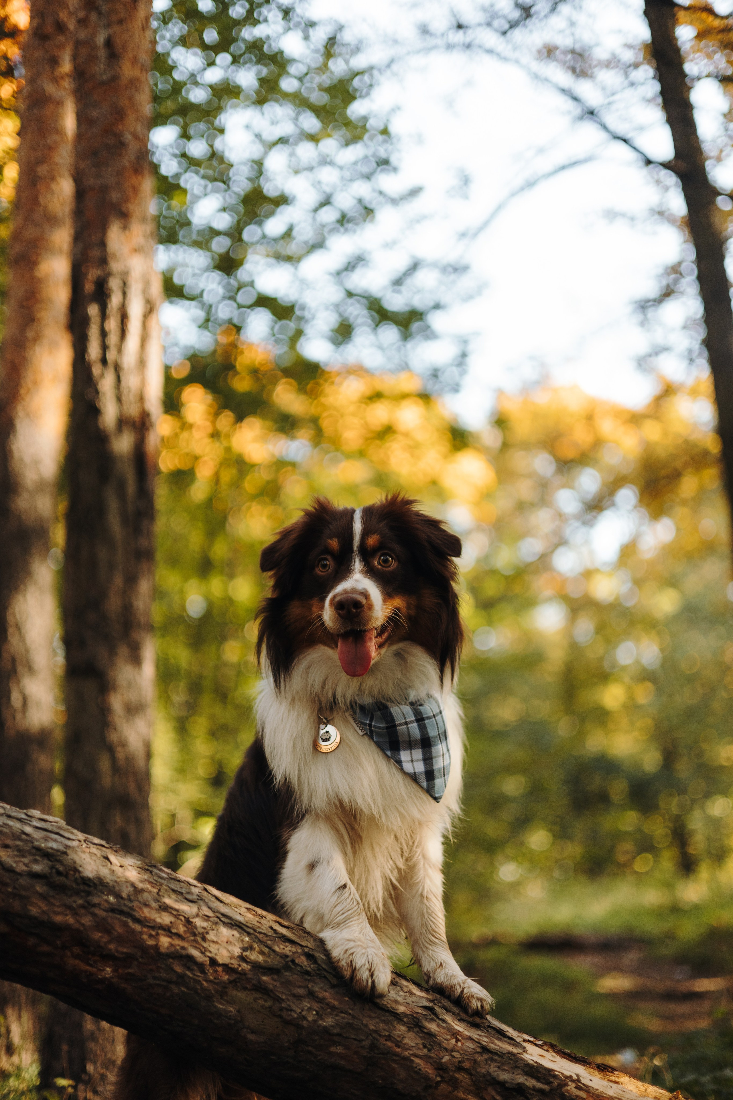 Маффин. Фотограф животных Евгения Верцинская