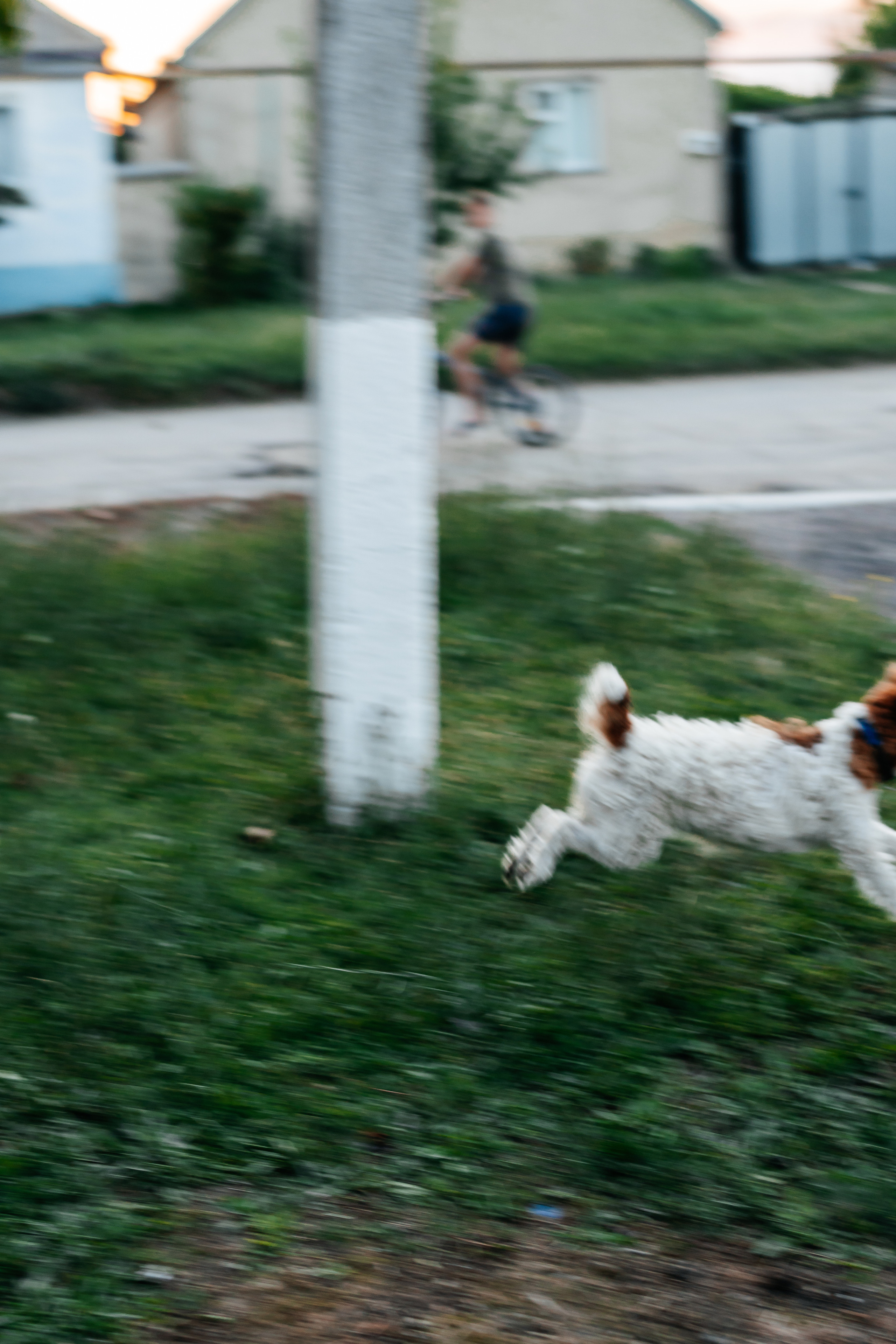 бегущая собака 