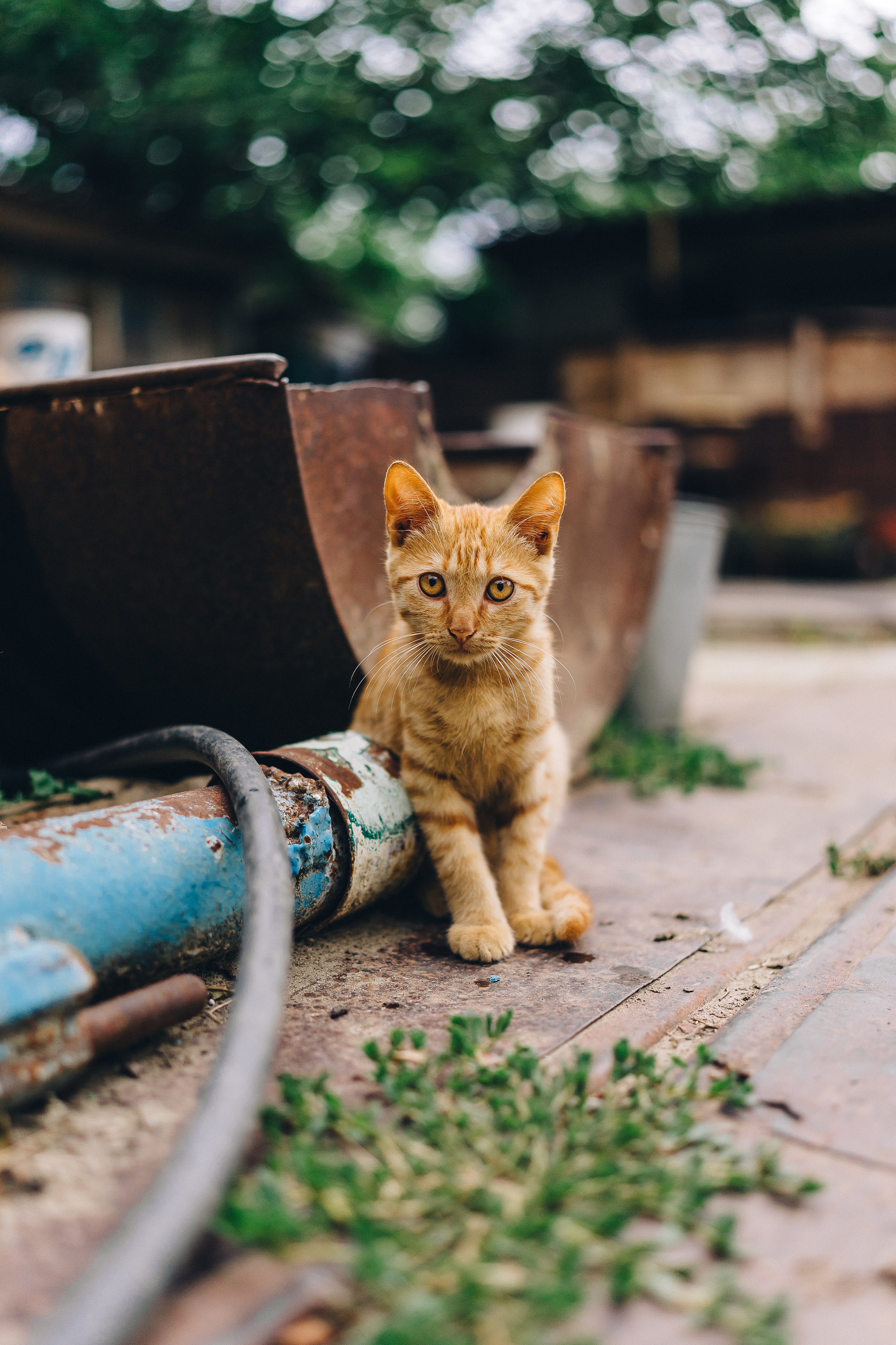Каникулы в деревне. Семейный фотограф в Москве Ирина Жур