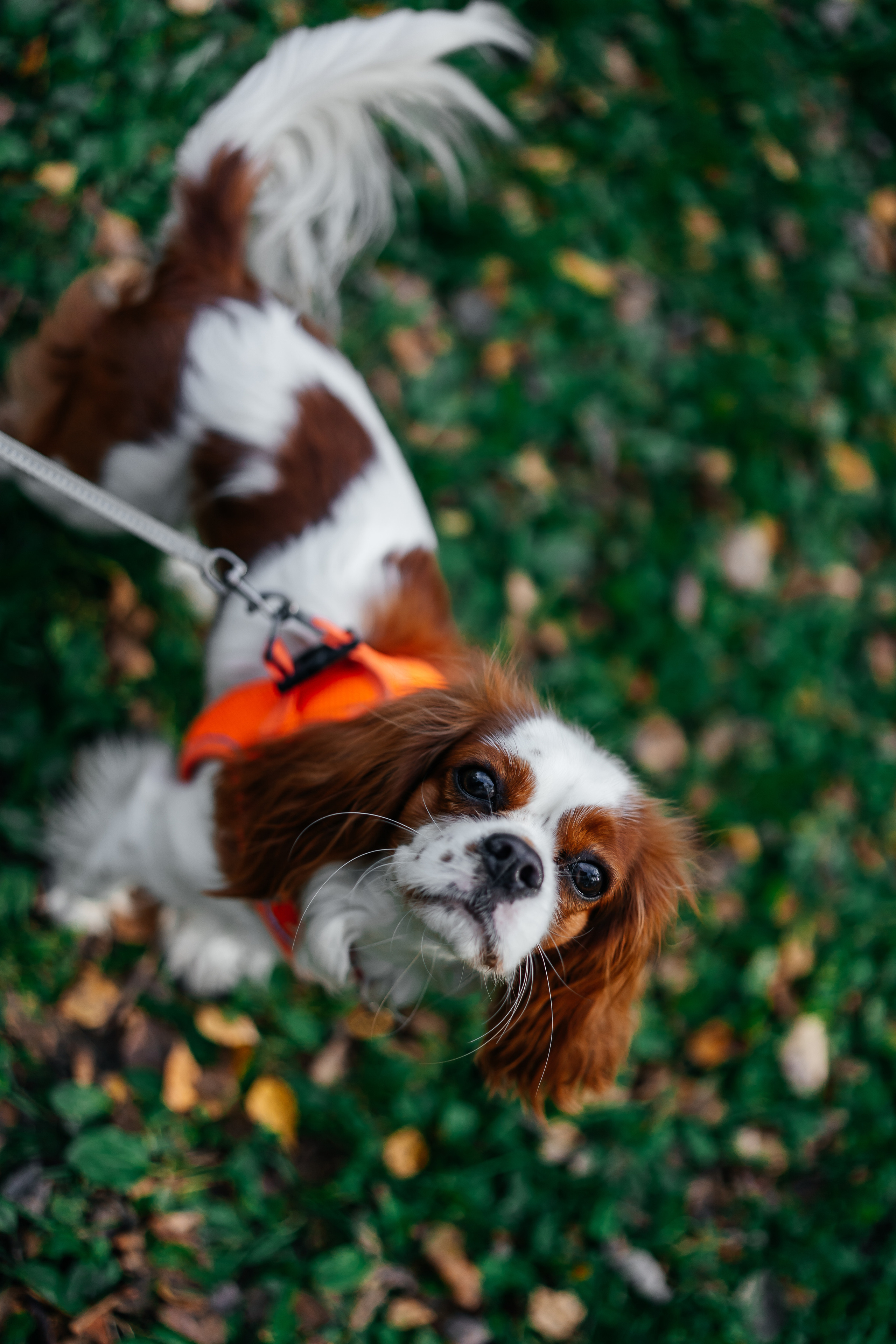Семейная фотосессия Пилигрим Порто. Семейный фотограф в Москве Ирина Жур