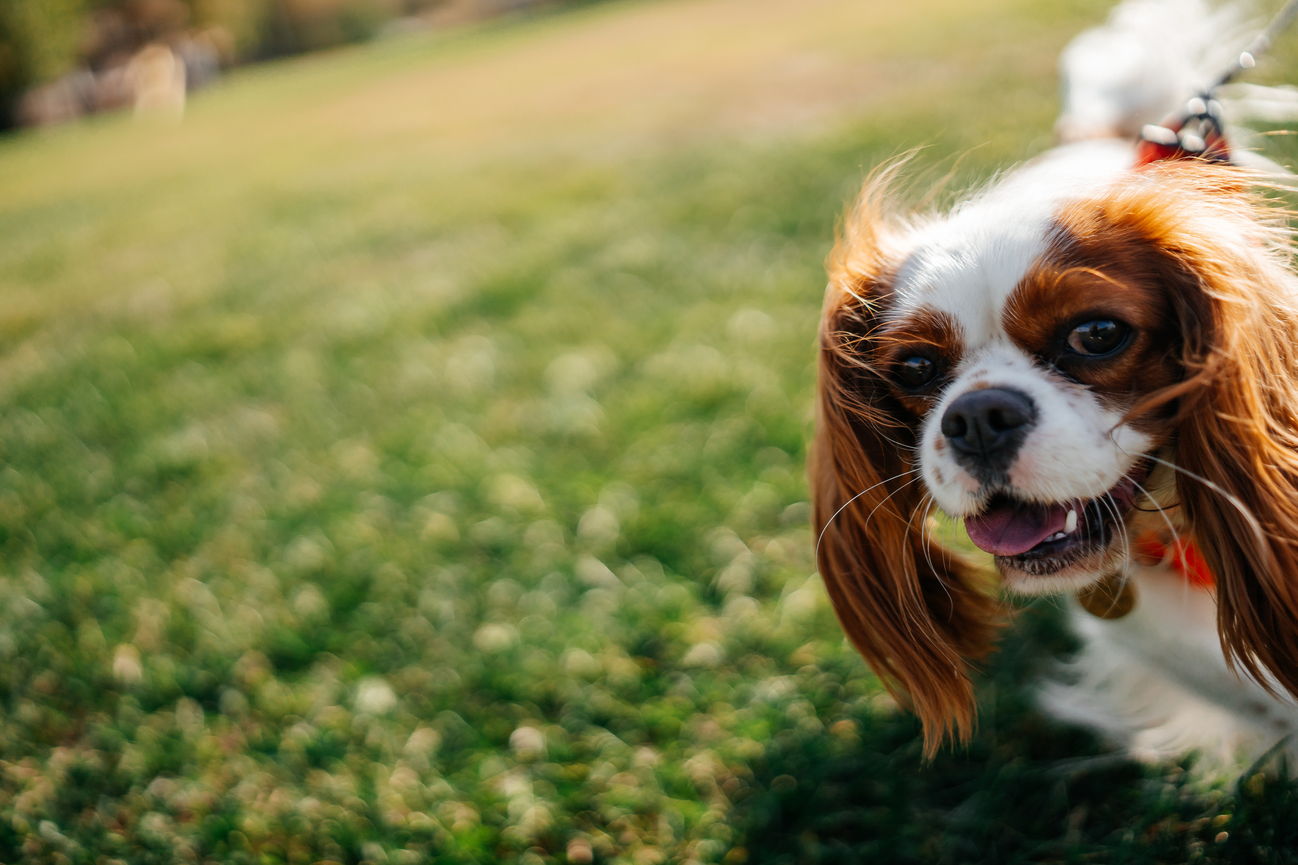 Семейная фотосессия Пилигрим Порто. Семейный фотограф в Москве Ирина Жур