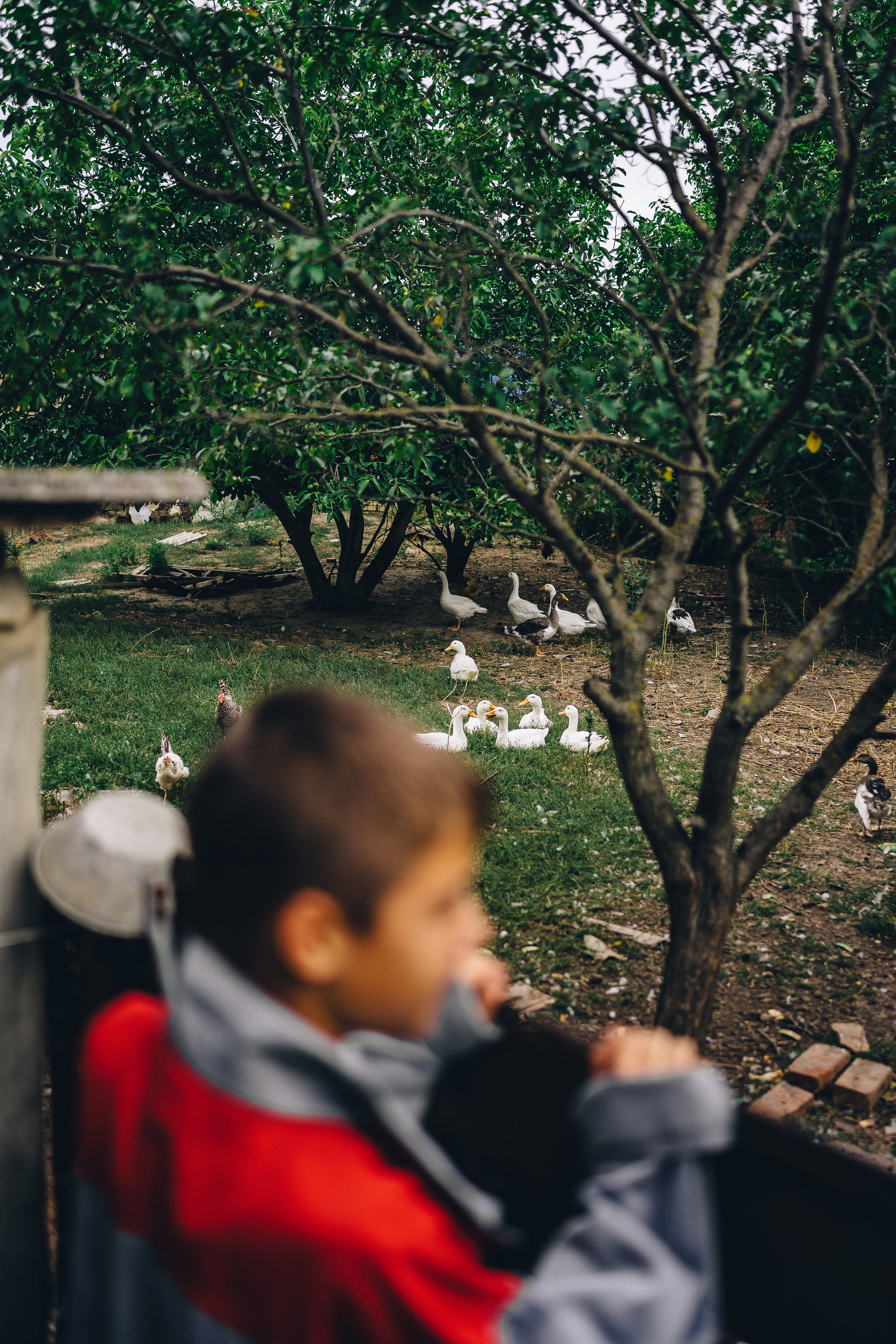 Каникулы в деревне. Семейный фотограф в Москве Ирина Жур