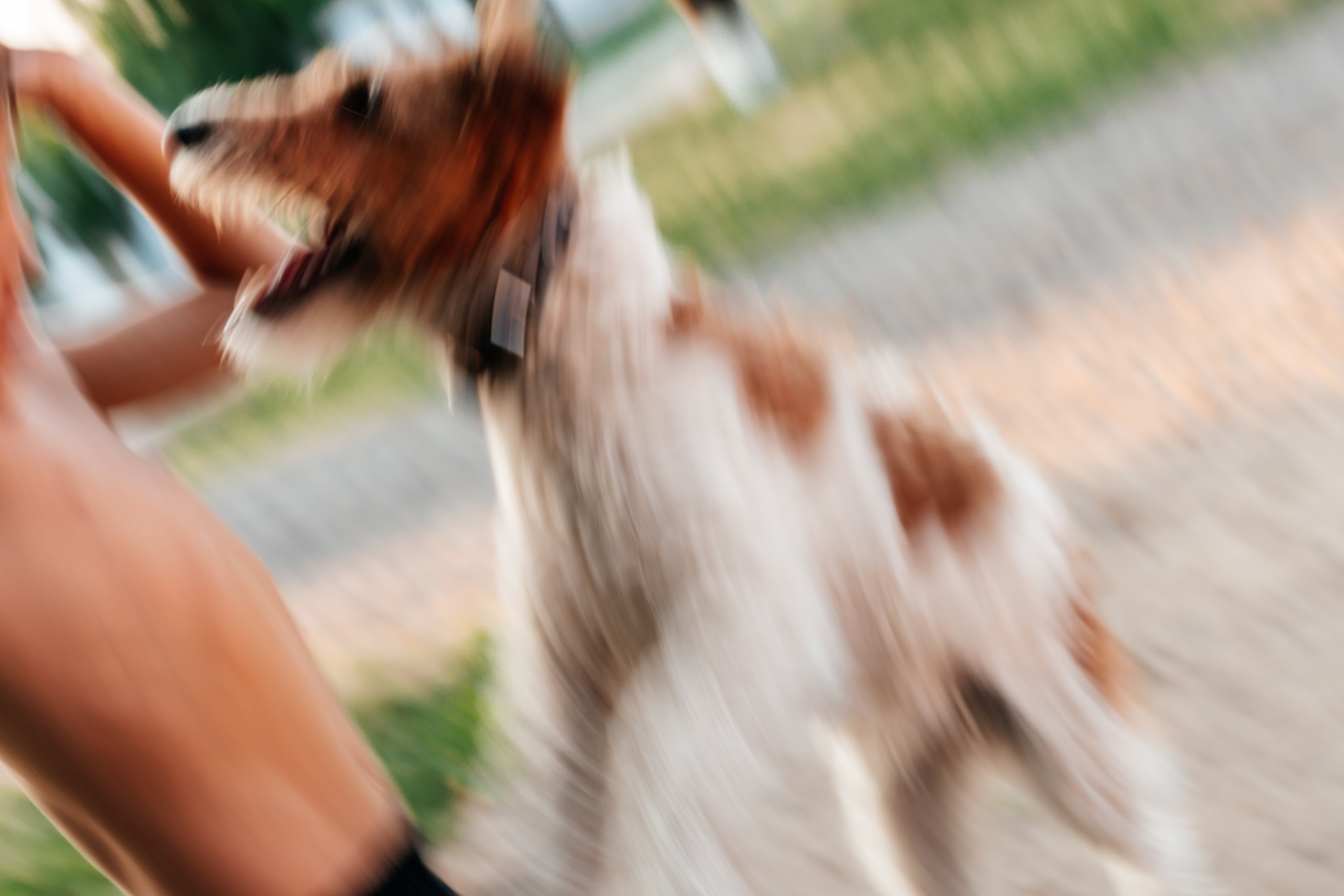 собака, длинная выдержка 