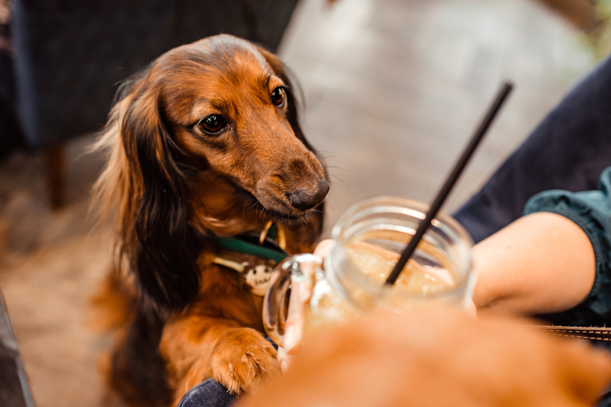 Таксы на Красной площади. Семейный Фотограф в Москве Ирина Хохлова