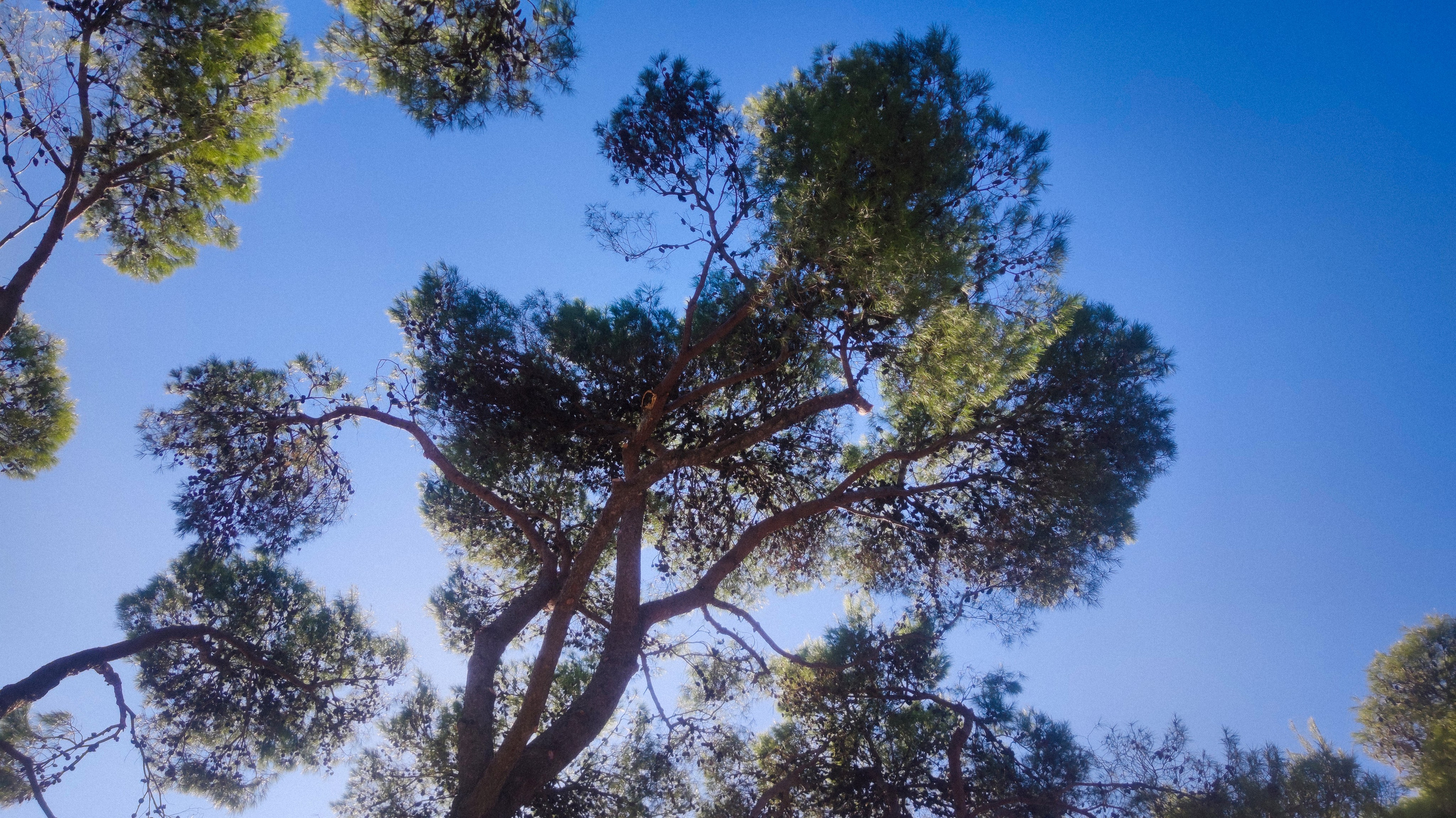 Random, 1. Kartascheff