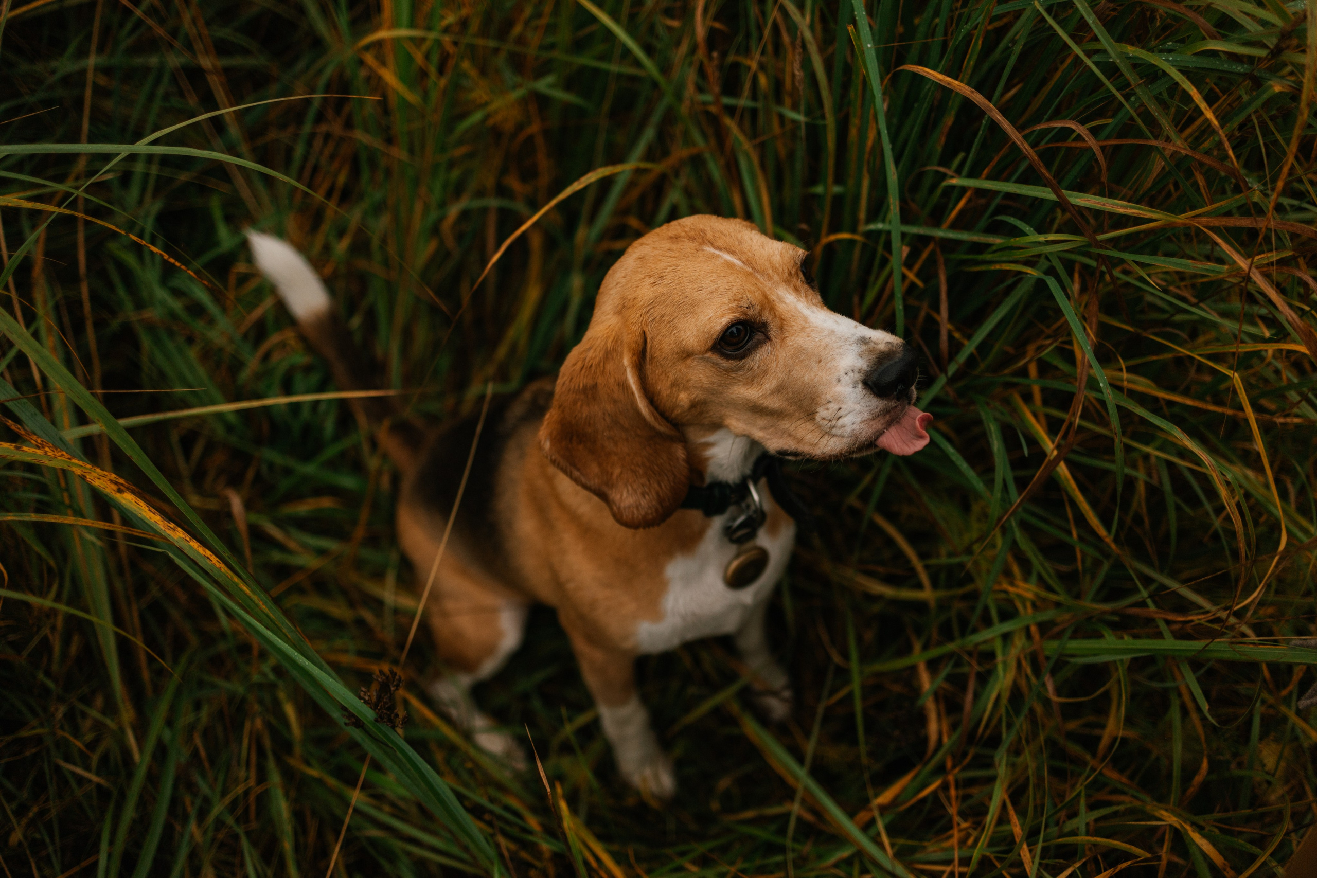 Лена и Тайгер. Фотограф — Анималист | Санкт-Петербург