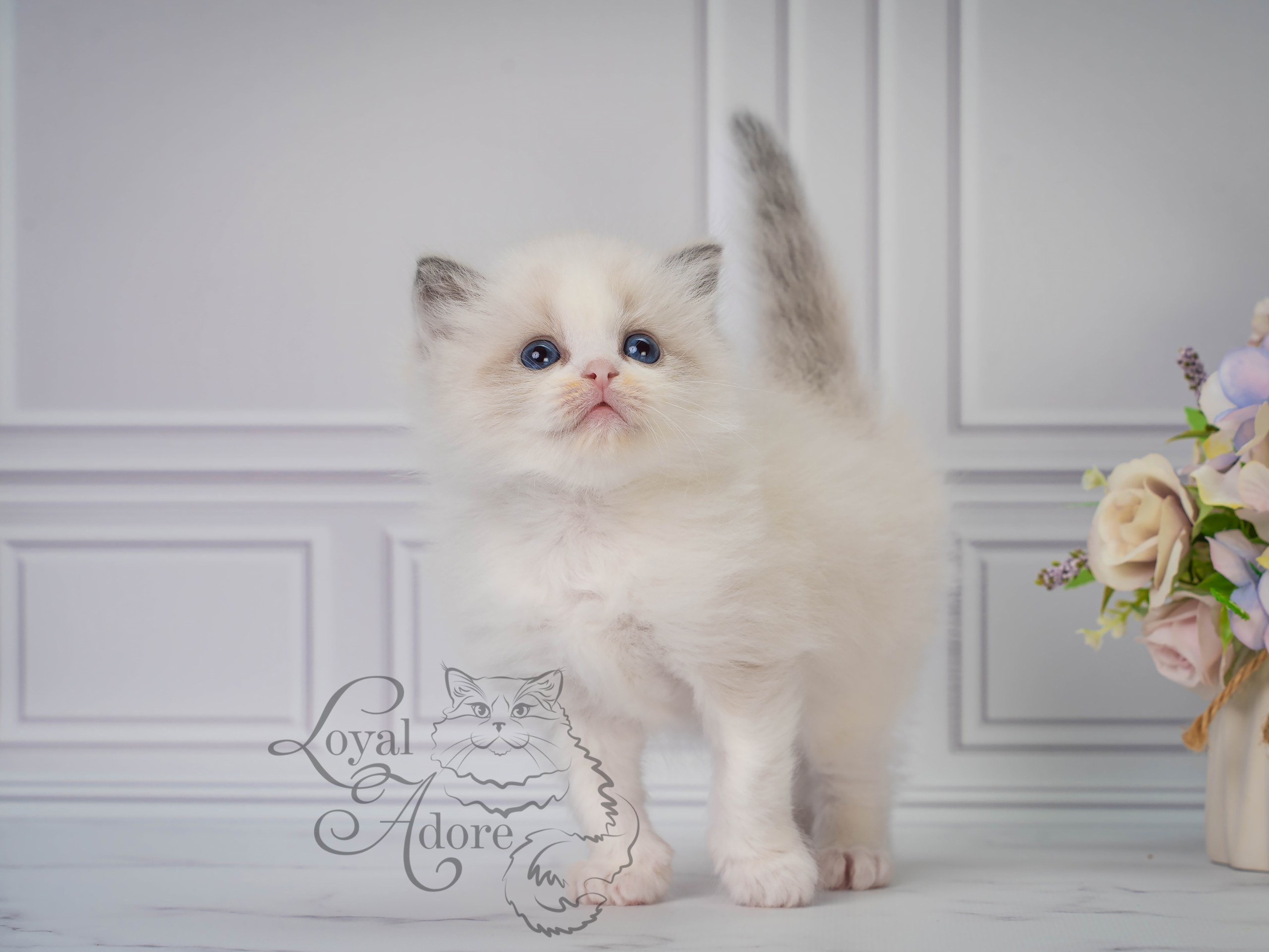 Все свободные котята. Питомник рэгдолл Loyal Adore