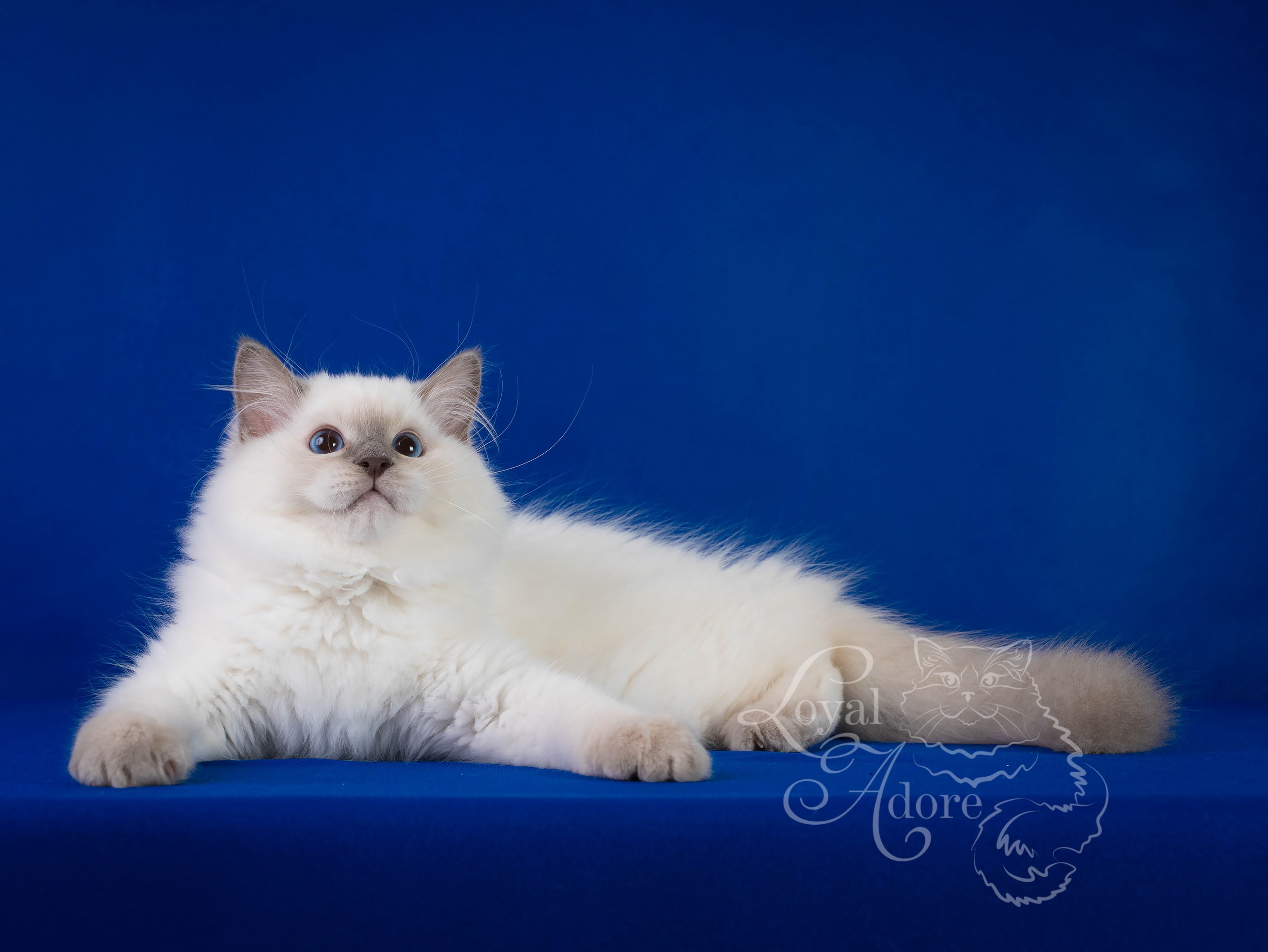 Коты производители Loyal Adore. Питомник рэгдолл Loyal Adore