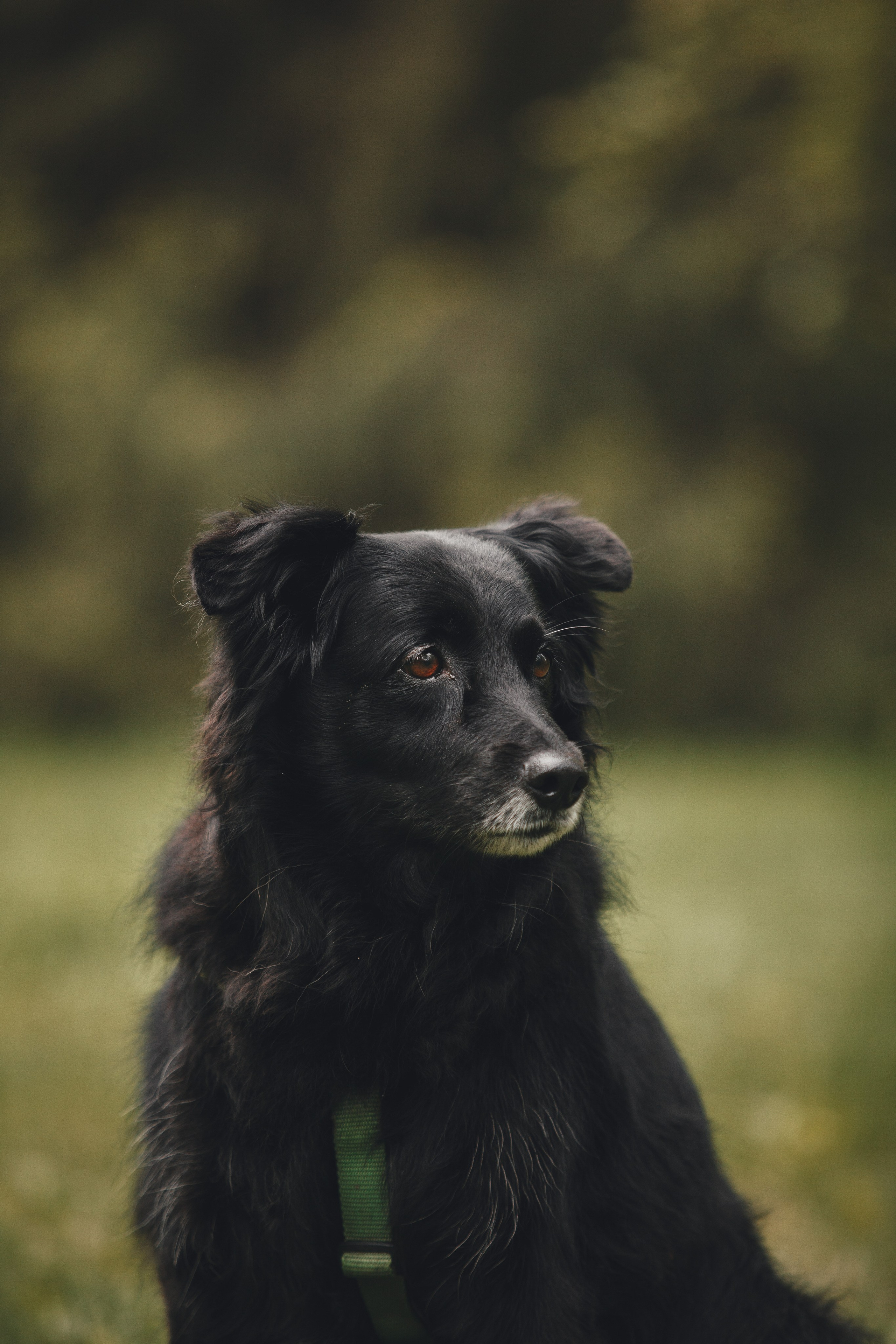 Ваши фотографии. Фотограф анималист Осипчикова Мария